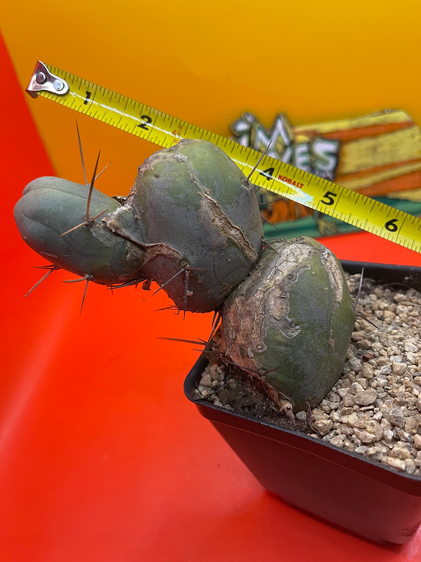 TBM CACTUS !