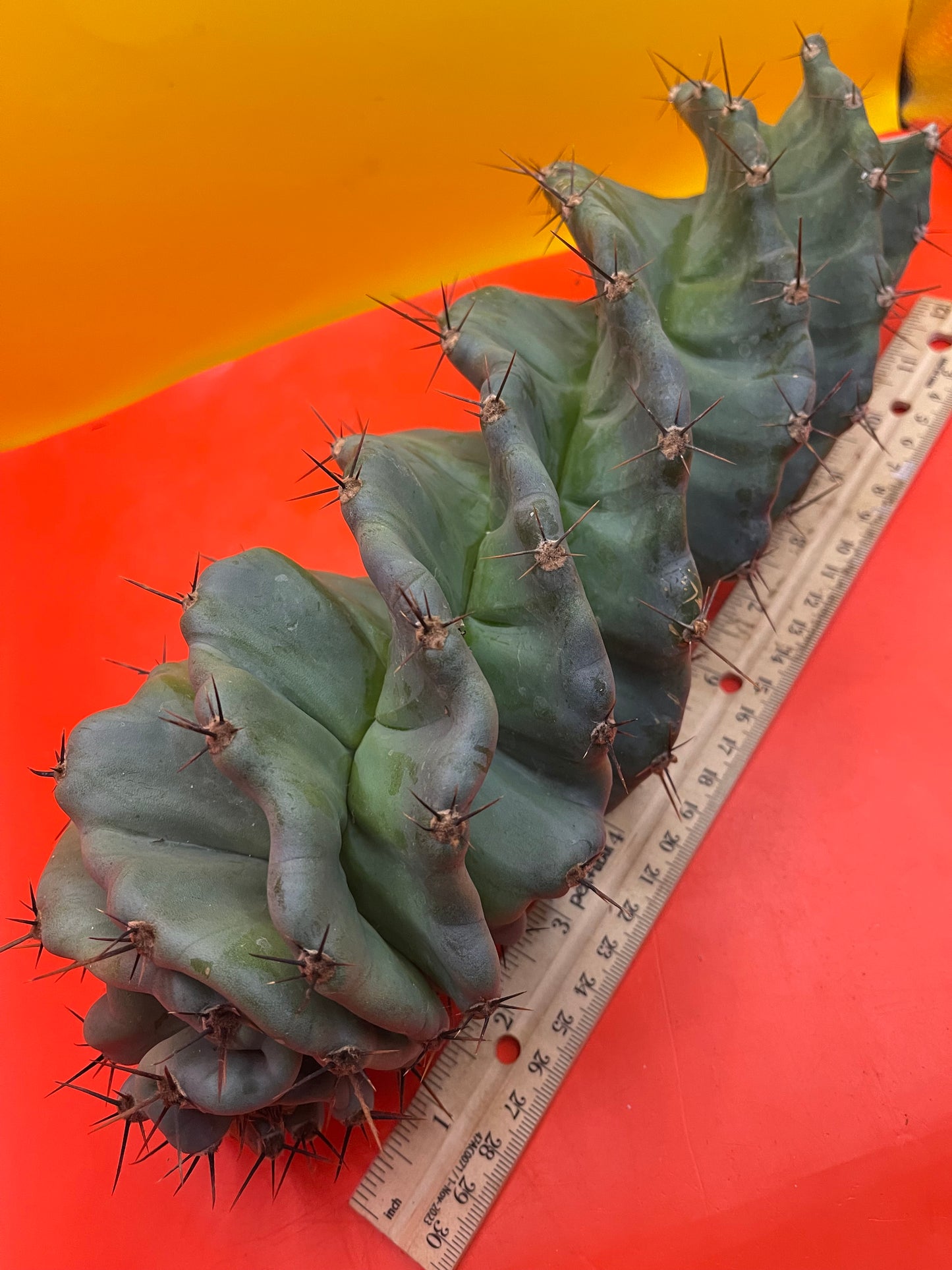 SPIRAL π CACTUS π΅!!!