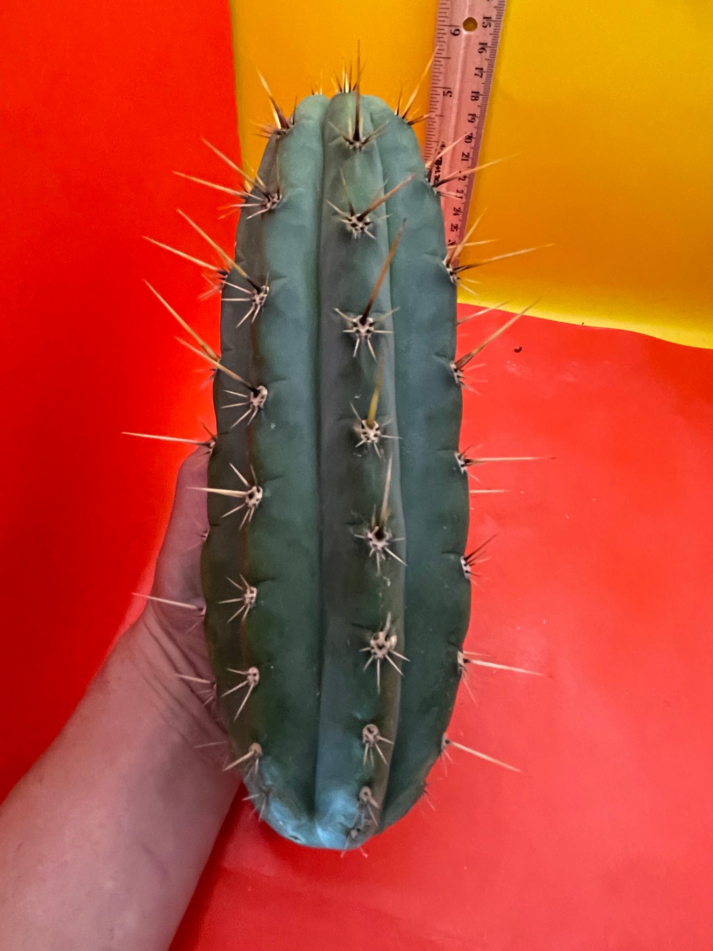 Trichocereus cutting for sale