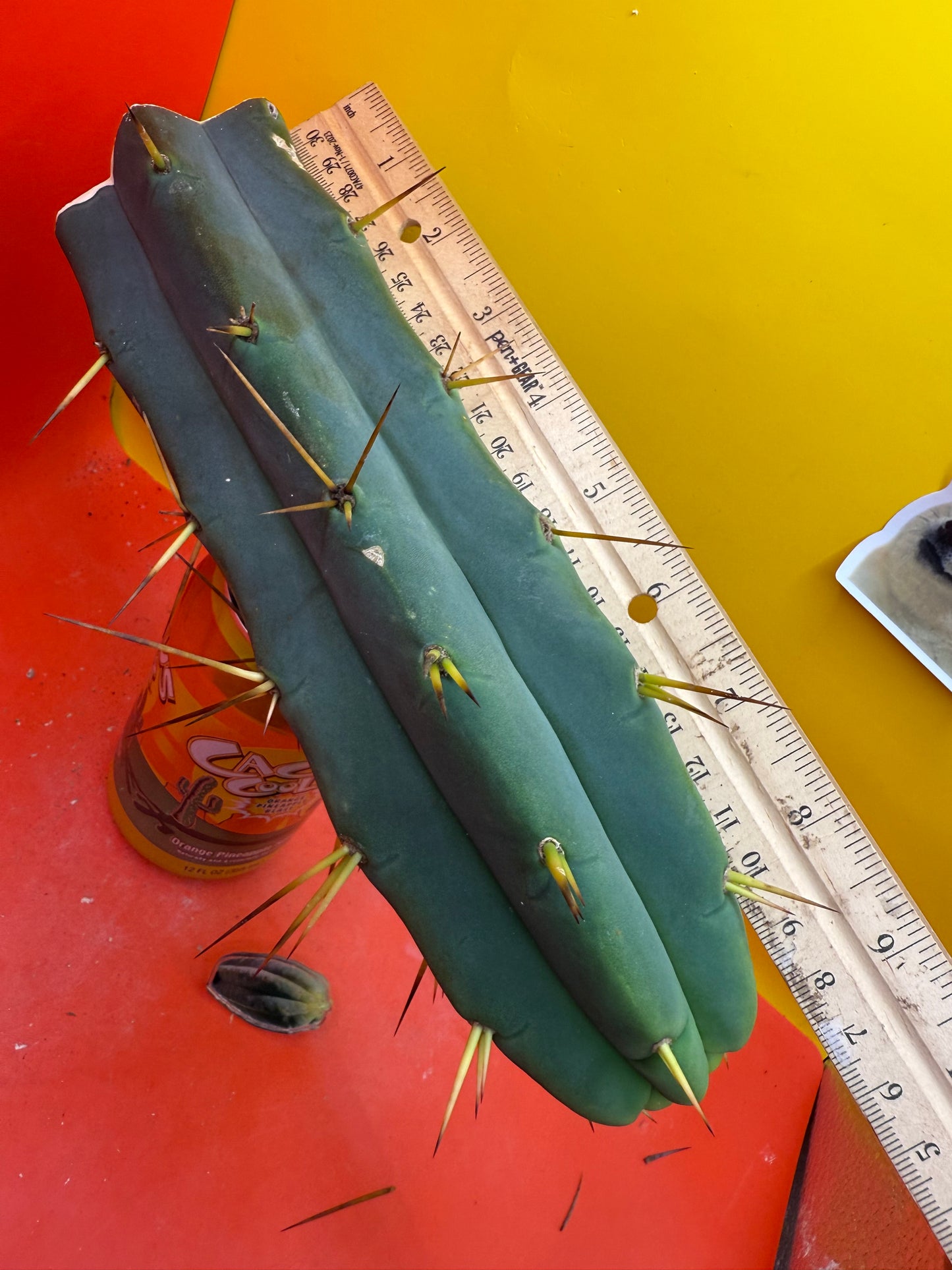 TRICHOCEREUS BRIDGESII!!
