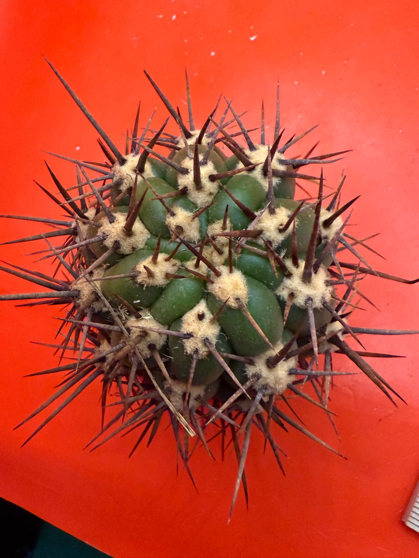 Exact cactus - Trichocereus Tacaquirensis
