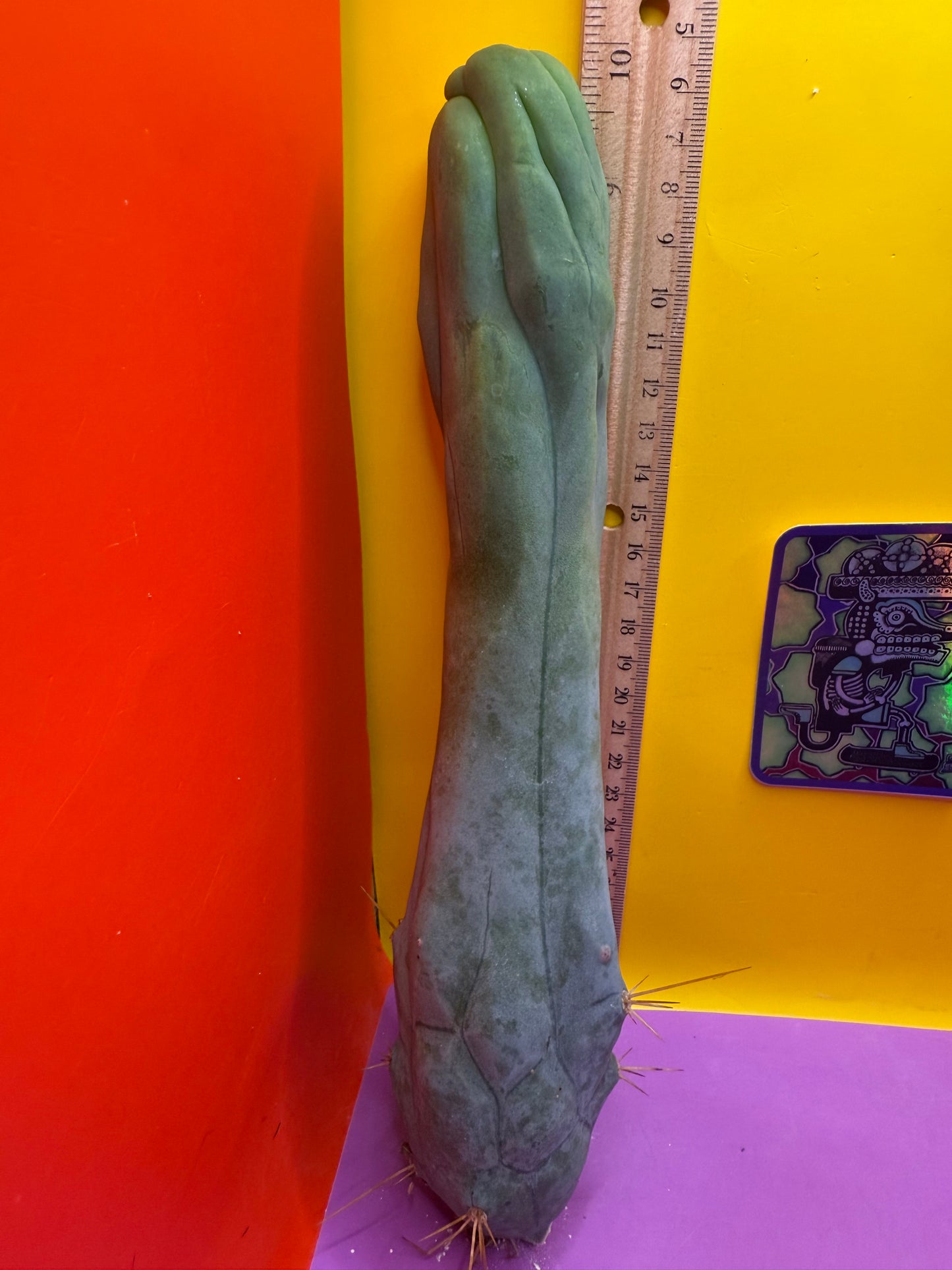TBM-A long form monstrose cactus !