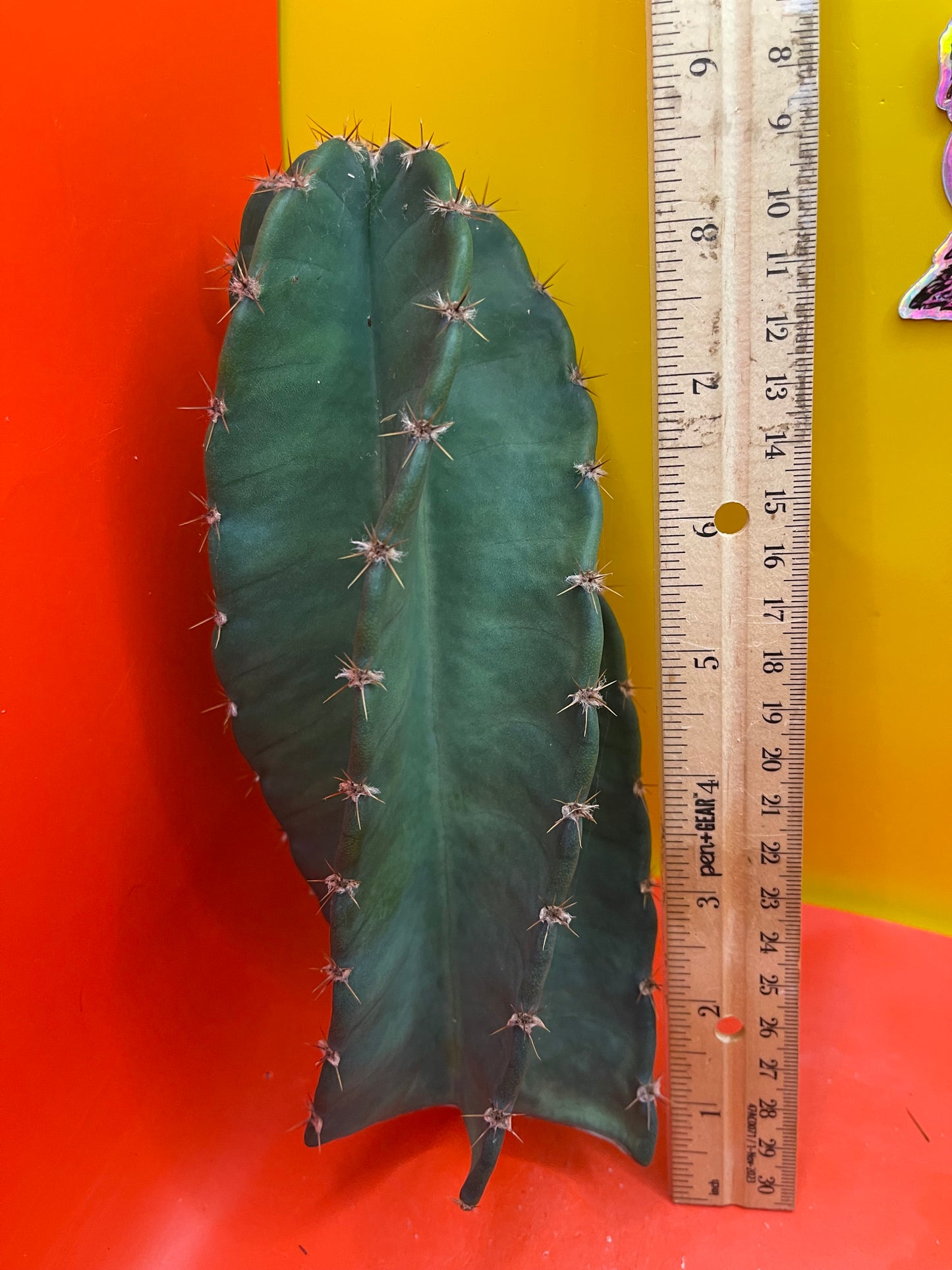 Spiral cactus