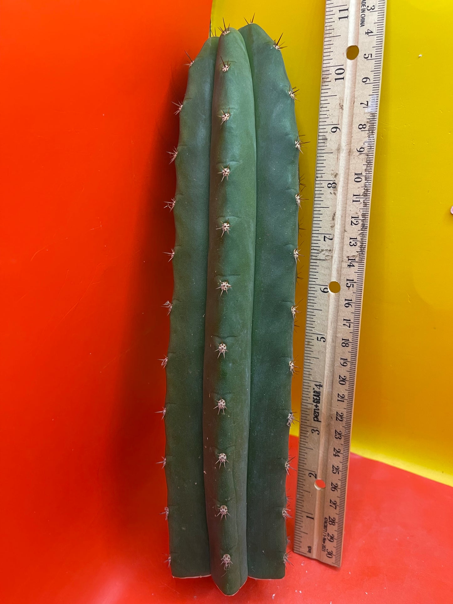Trichocereus pallarensis x tpm