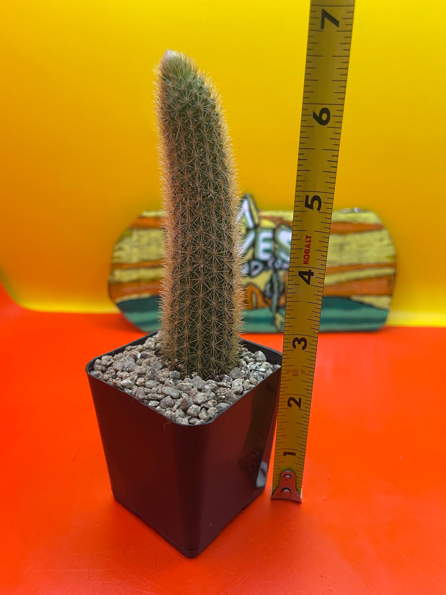 Golden foxtail cactus