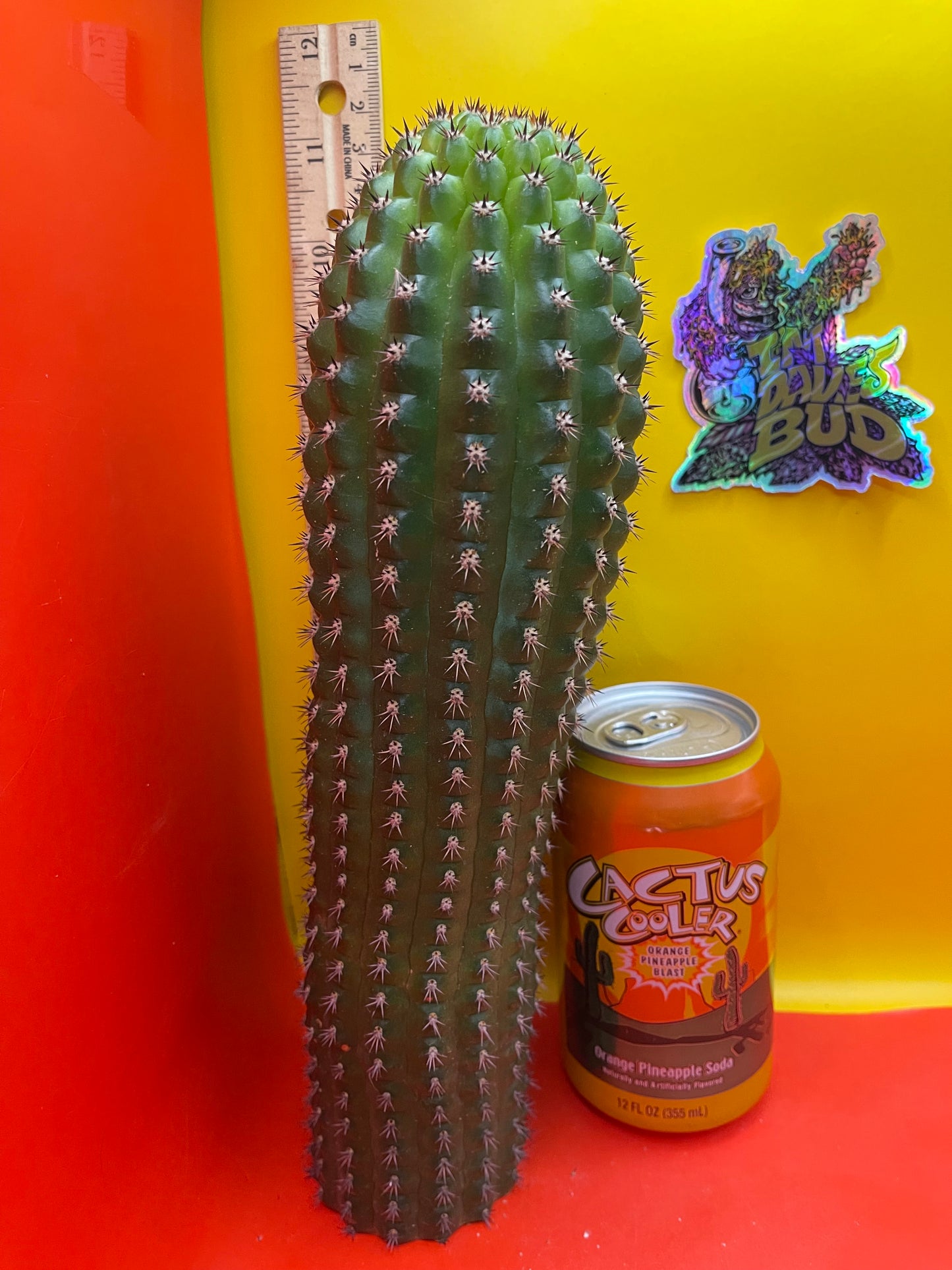 Trichocereus Brevispinulosus