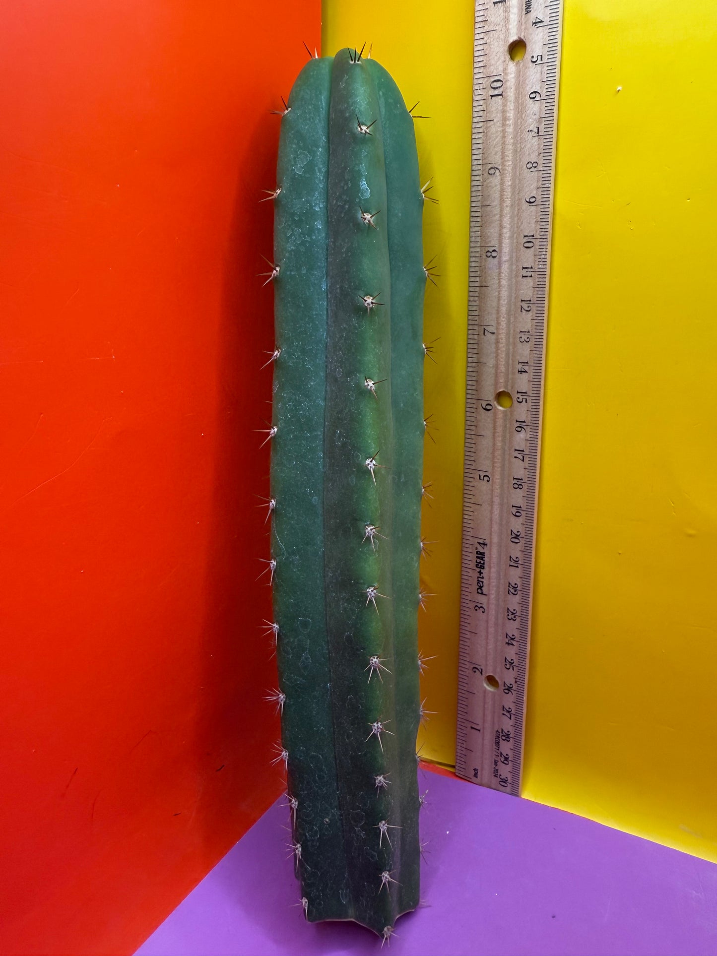 CAHUILLA OP this exact cactus  !