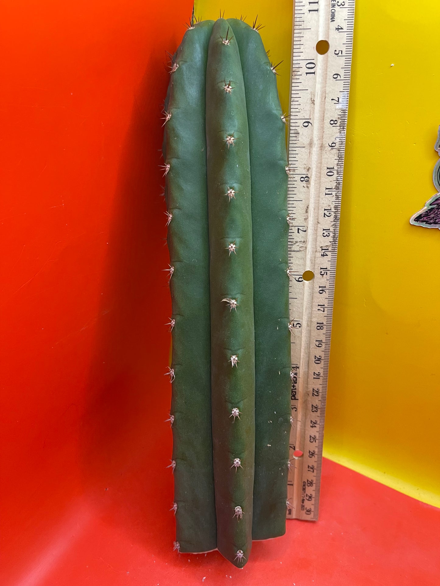 Trichocereus pallarensis x tpm