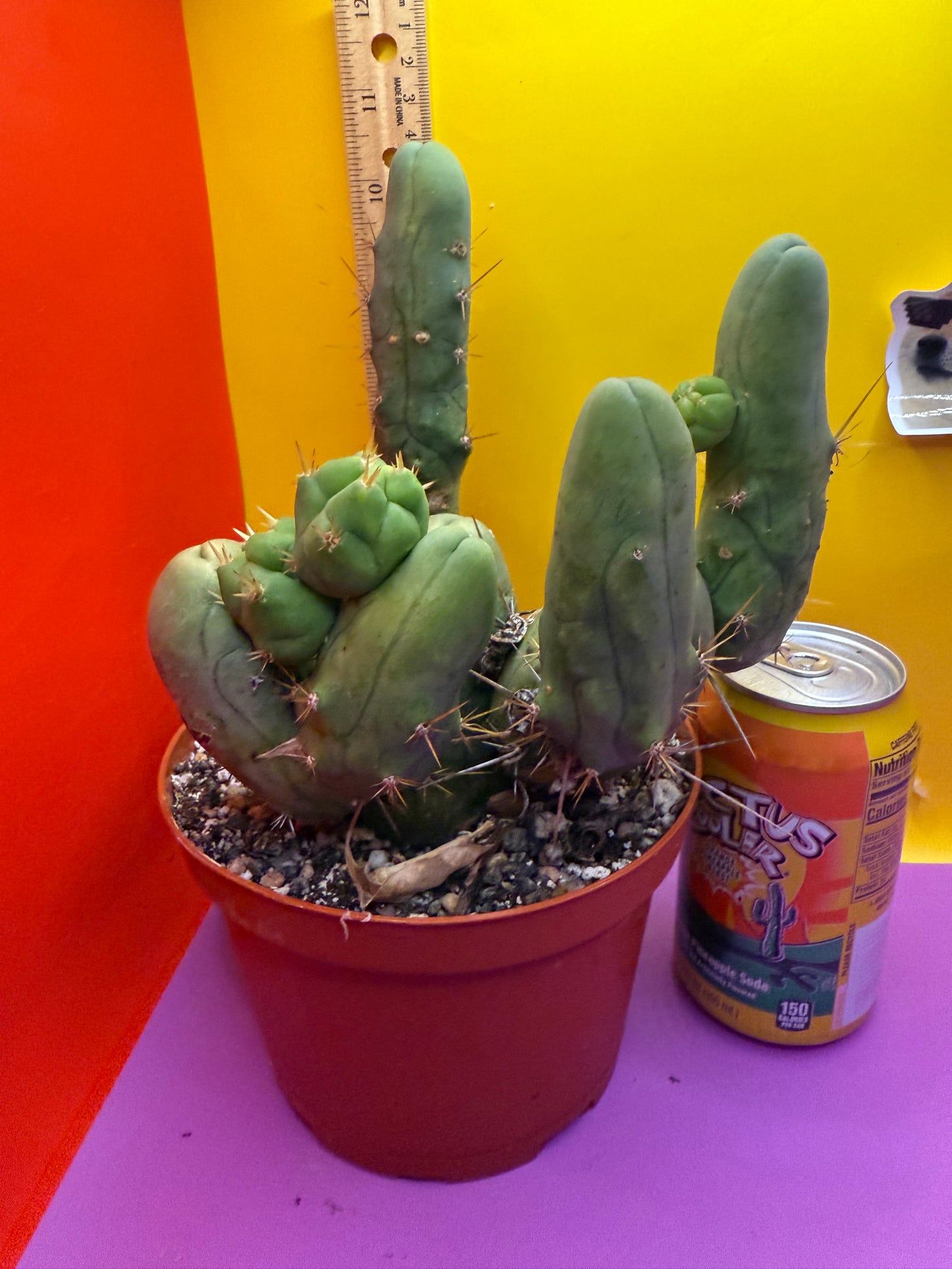 Trichocereus bridgesii monstrose over 10 segments , fully rooted !