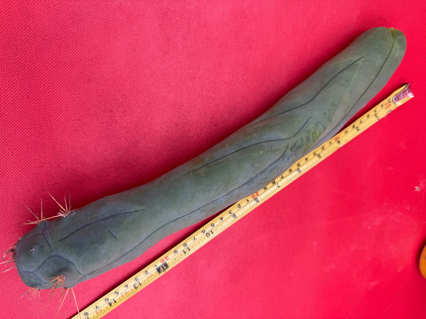 LONG FORM ! TBM-A cactus