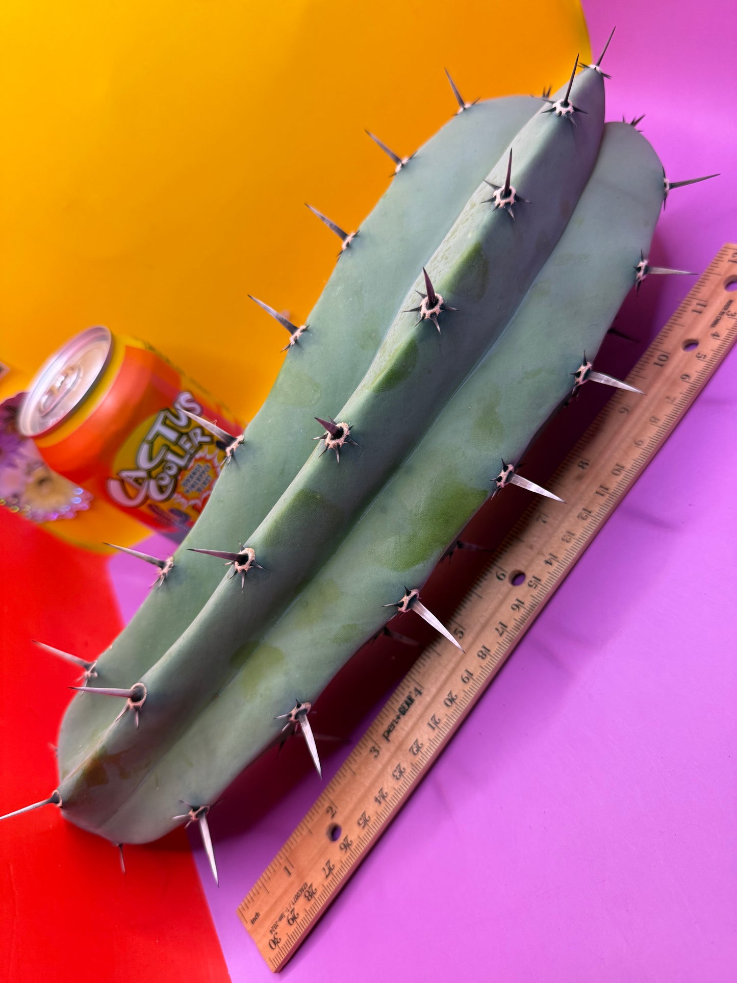 Myrtillocactus geometrizans