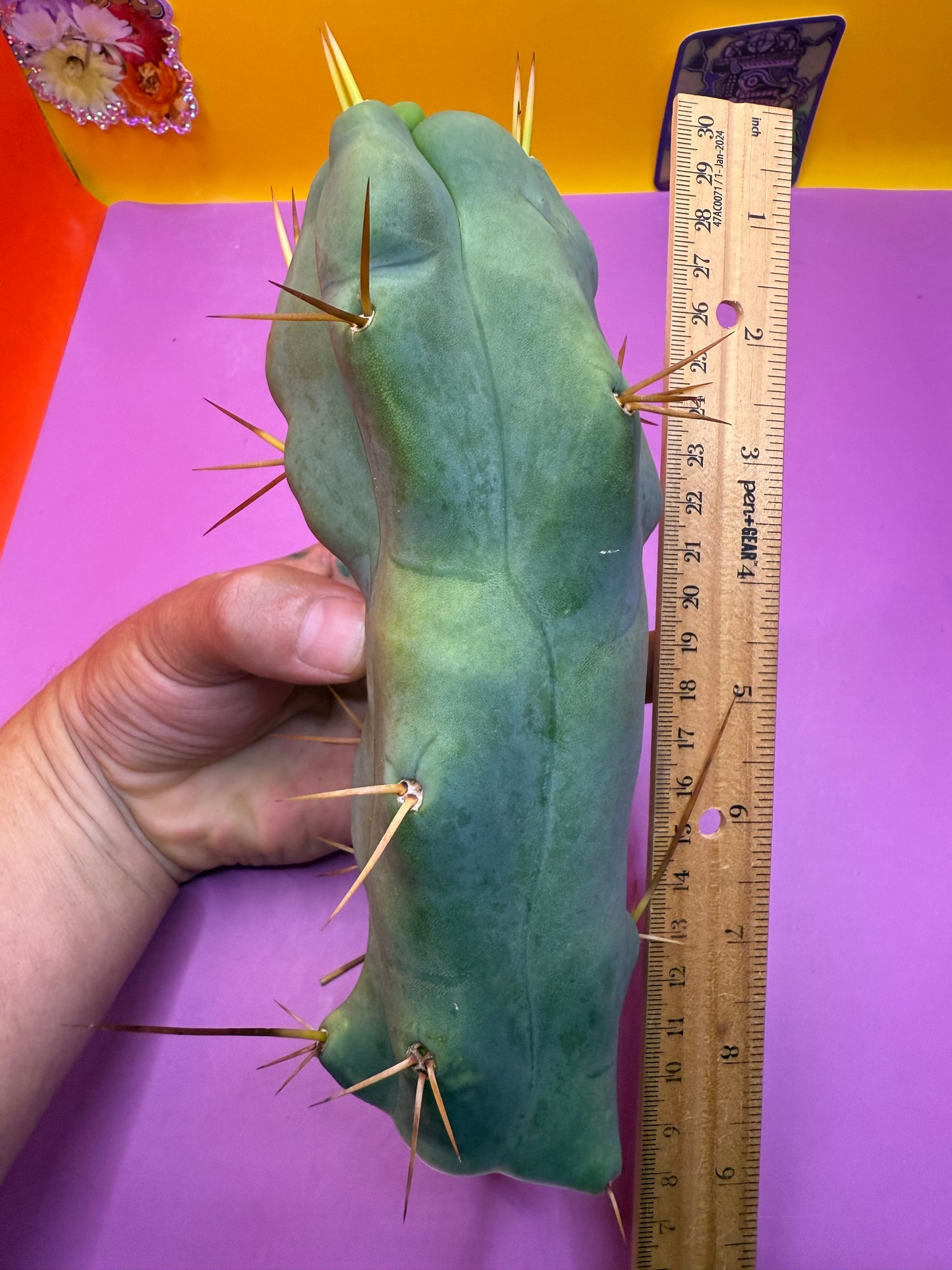 WALTS DRAGON ! 🐉 cactus