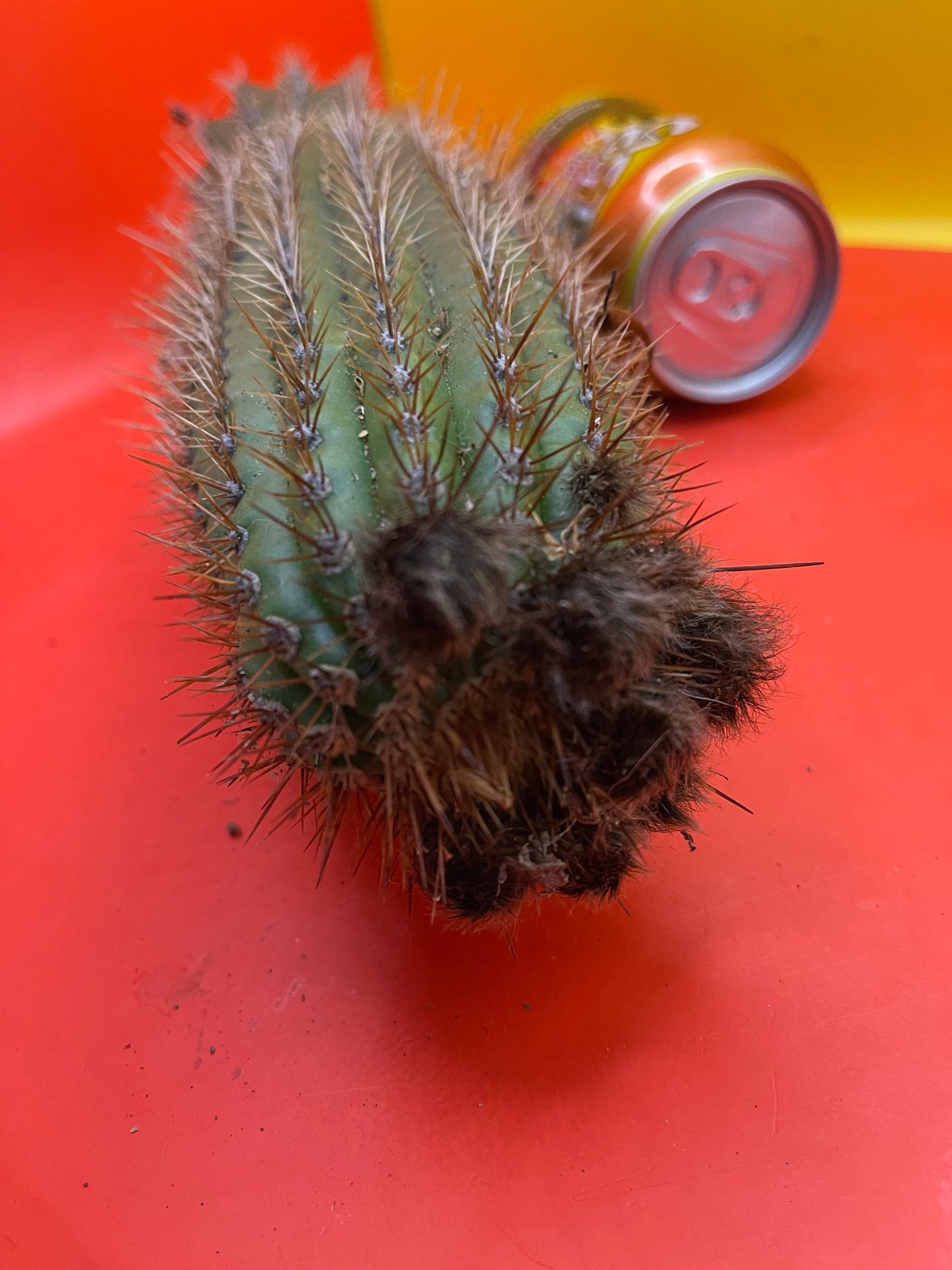 Trichocereus Spachianus ! With flower buds !