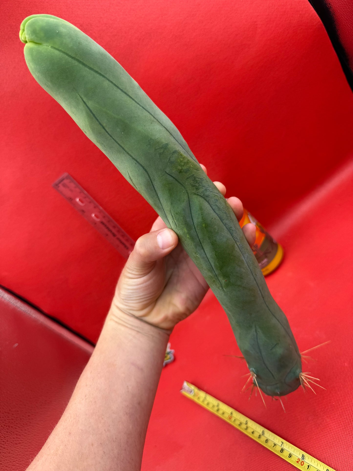 LONG FORM ! TBM-A cactus