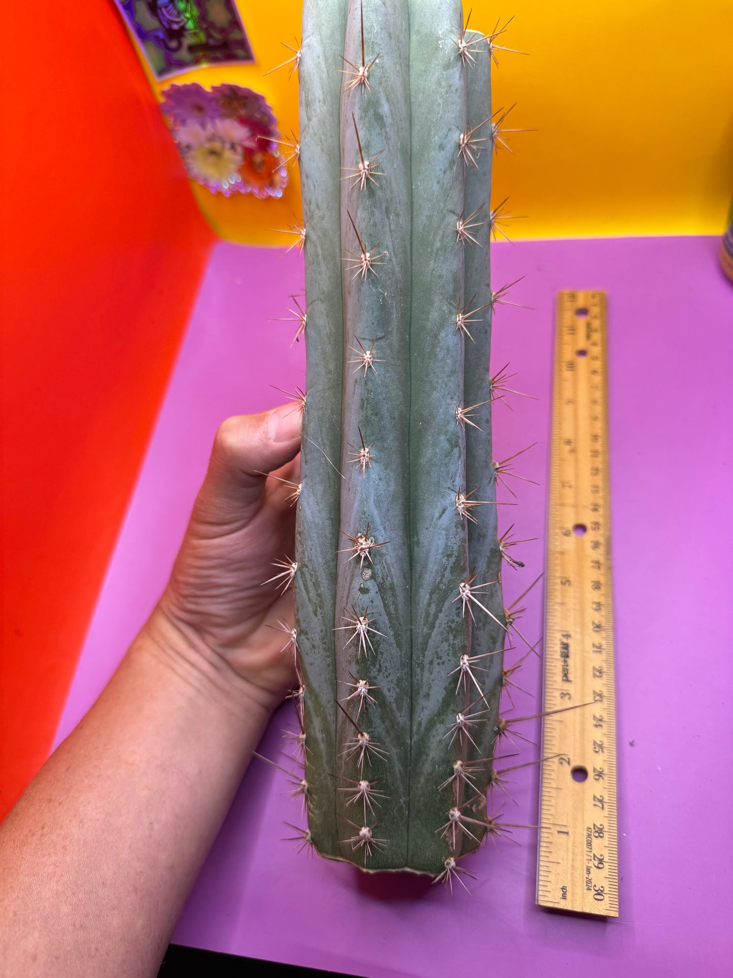Sharxx Blue O.p. , this exact mid section cactus cutting