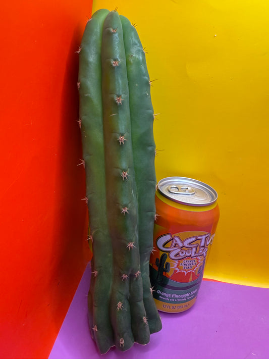 De costa O.p. San pedro Cactus cutting