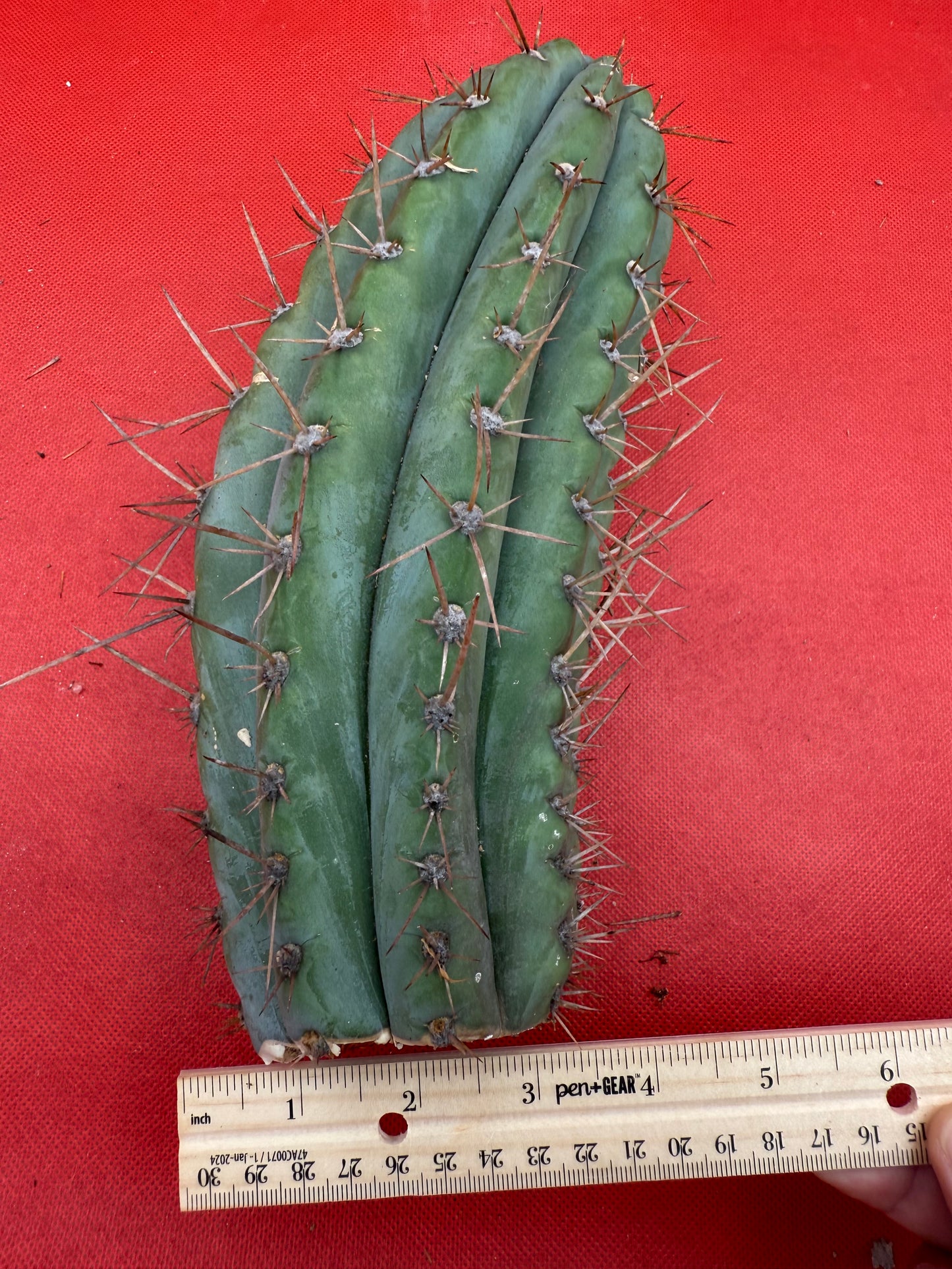SERRA BLUE San Pedro Cactus ! 4” thick this exact cut!!