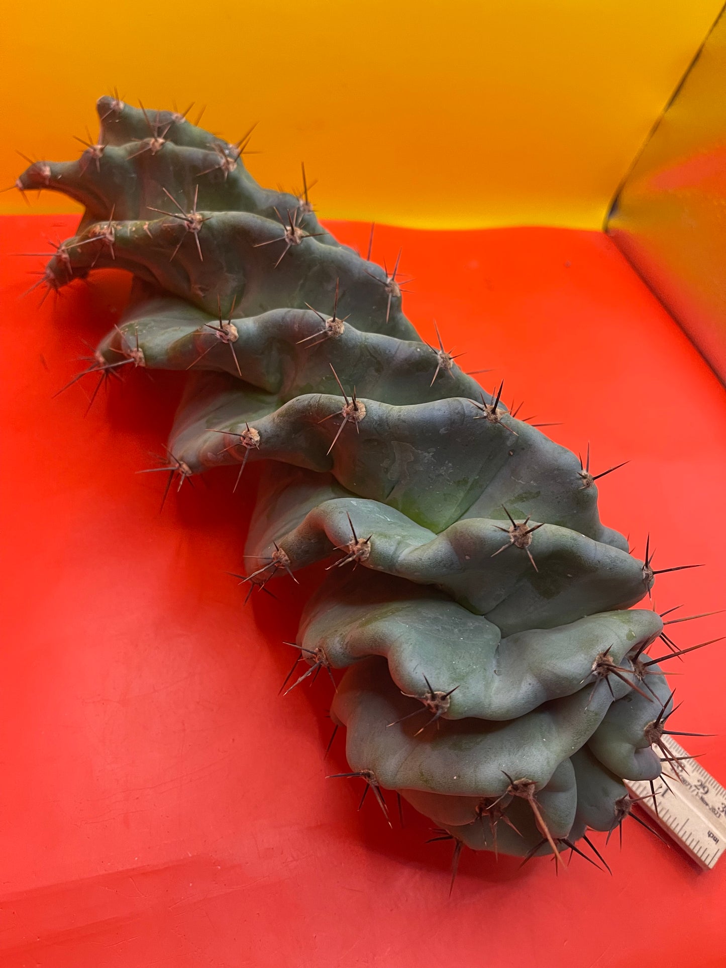 SPIRAL π CACTUS π΅!!!