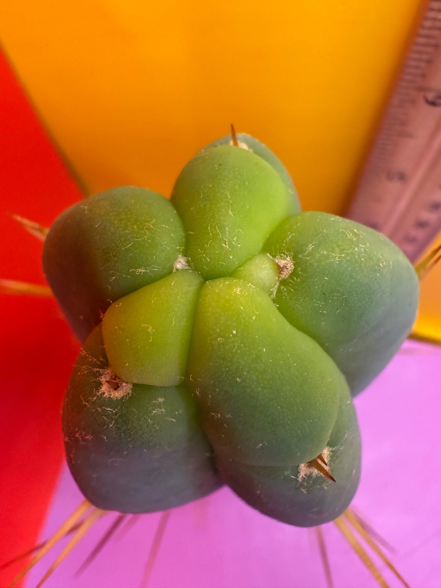 Trichocereus Bridgesii cutting of “DEL DIOS”
