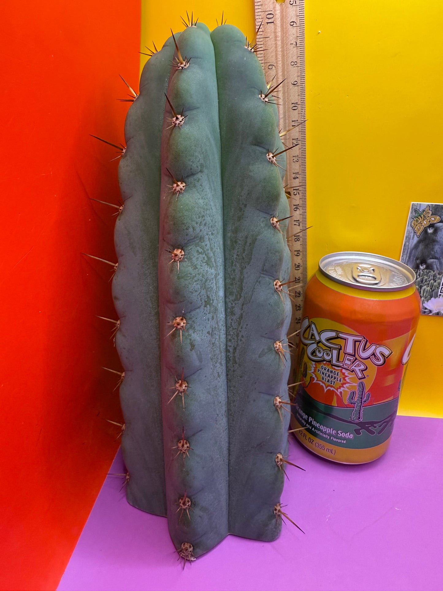 Icaros !! HUGE SAN PEDRO CACTUS