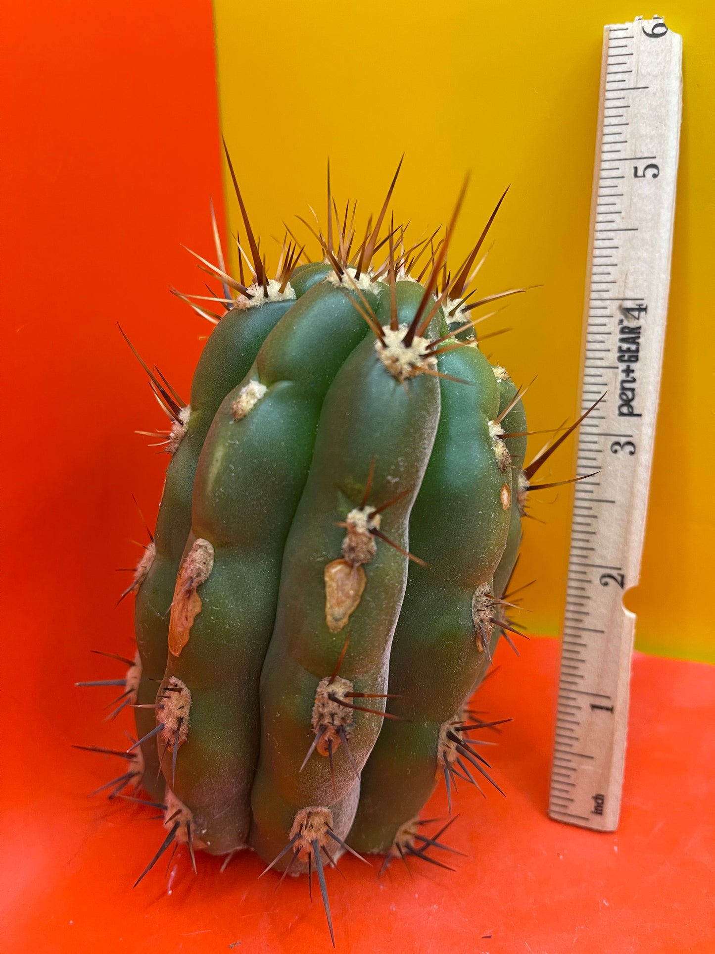 Trichocereus tacaquirensis seeds !