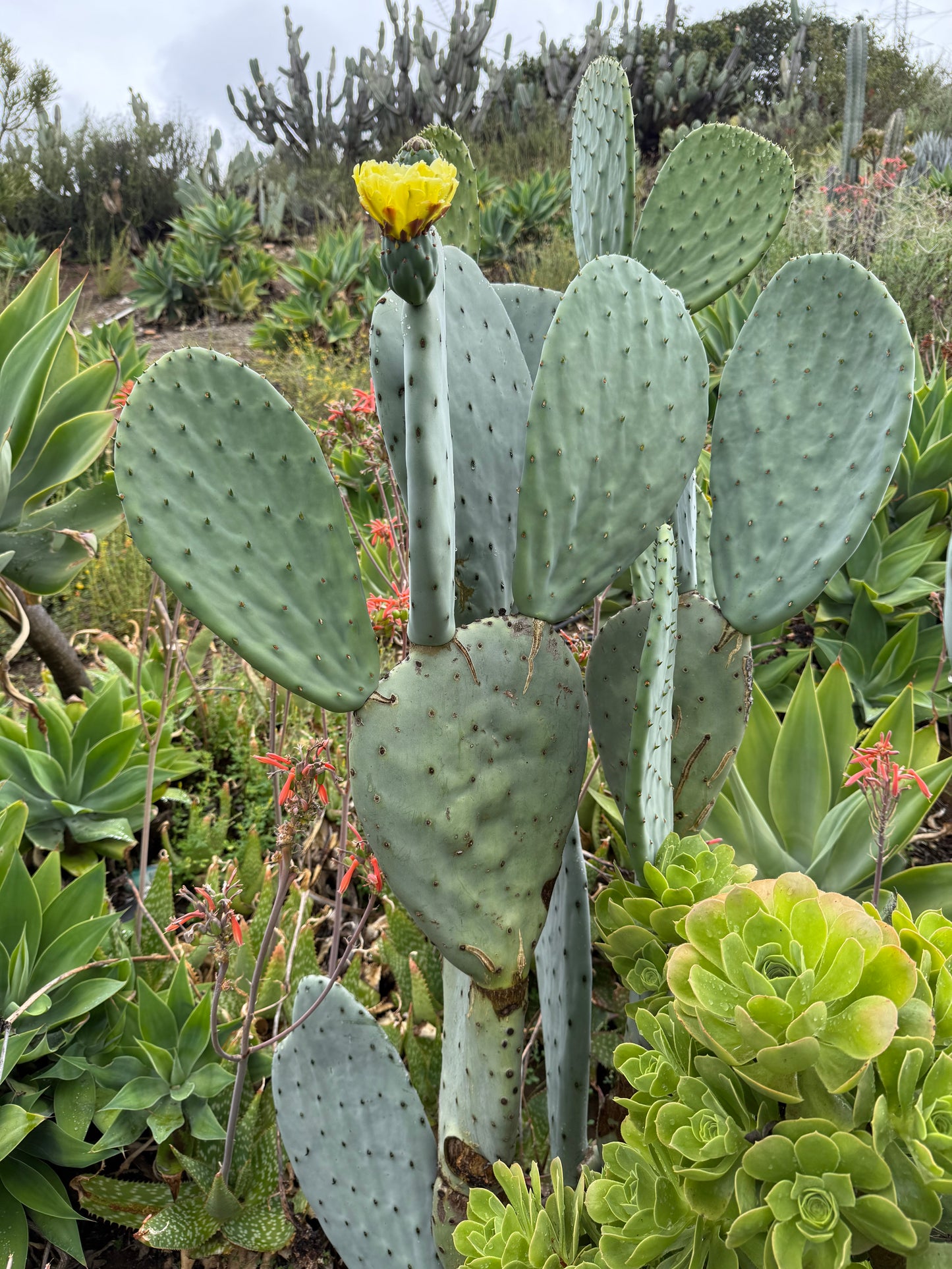 Spineless Opuntia