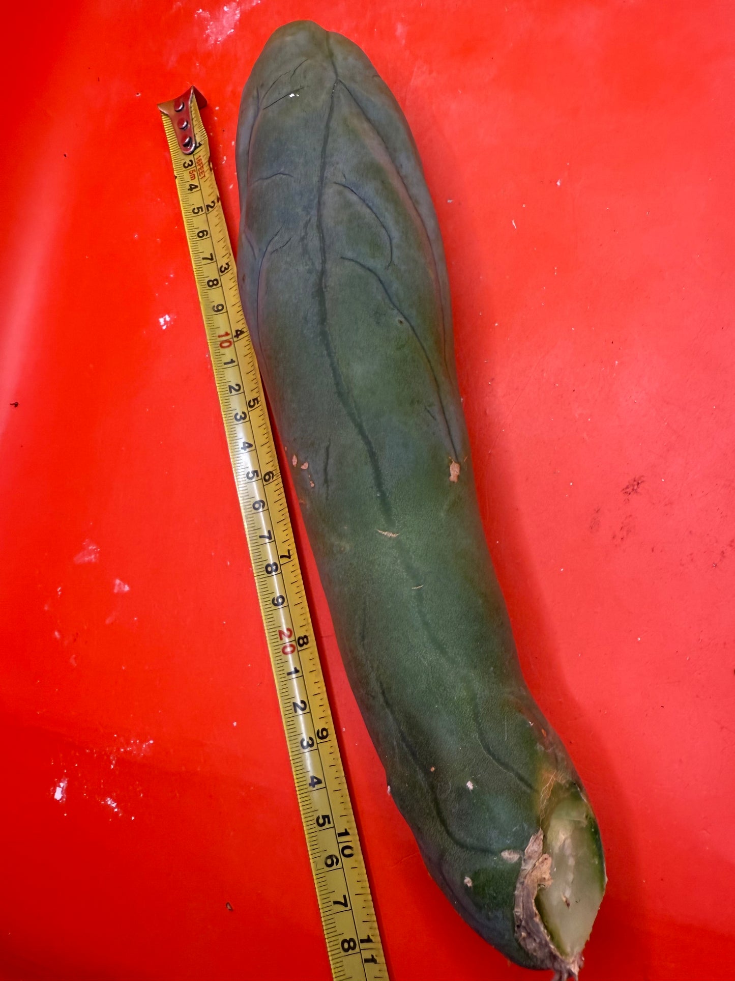 LONG FORM TBM-A cactus