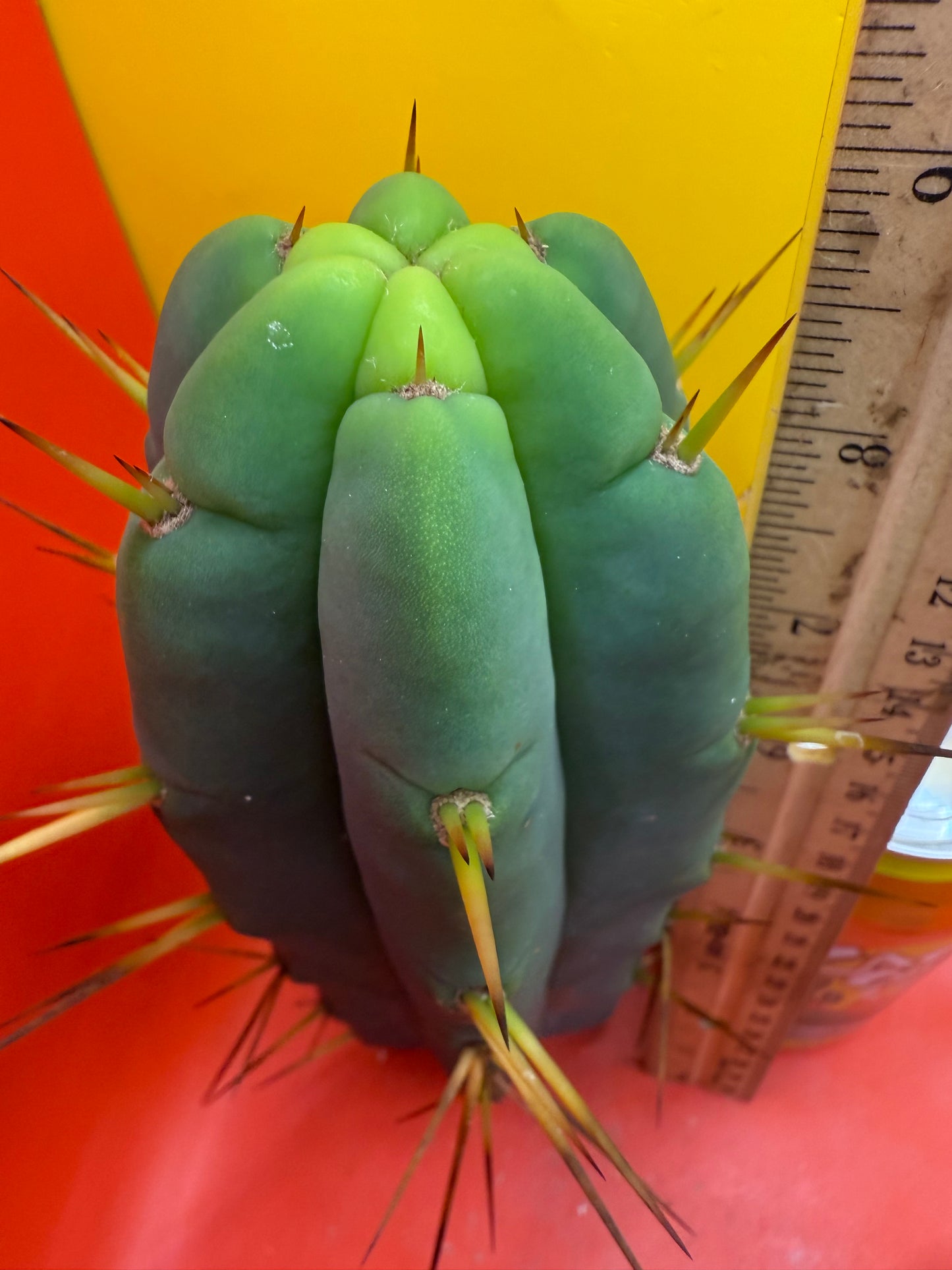 TRICHOCEREUS BRIDGESII!!