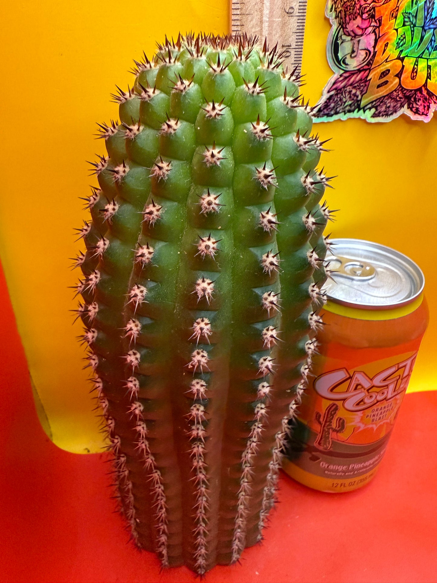 Trichocereus Brevispinulosus