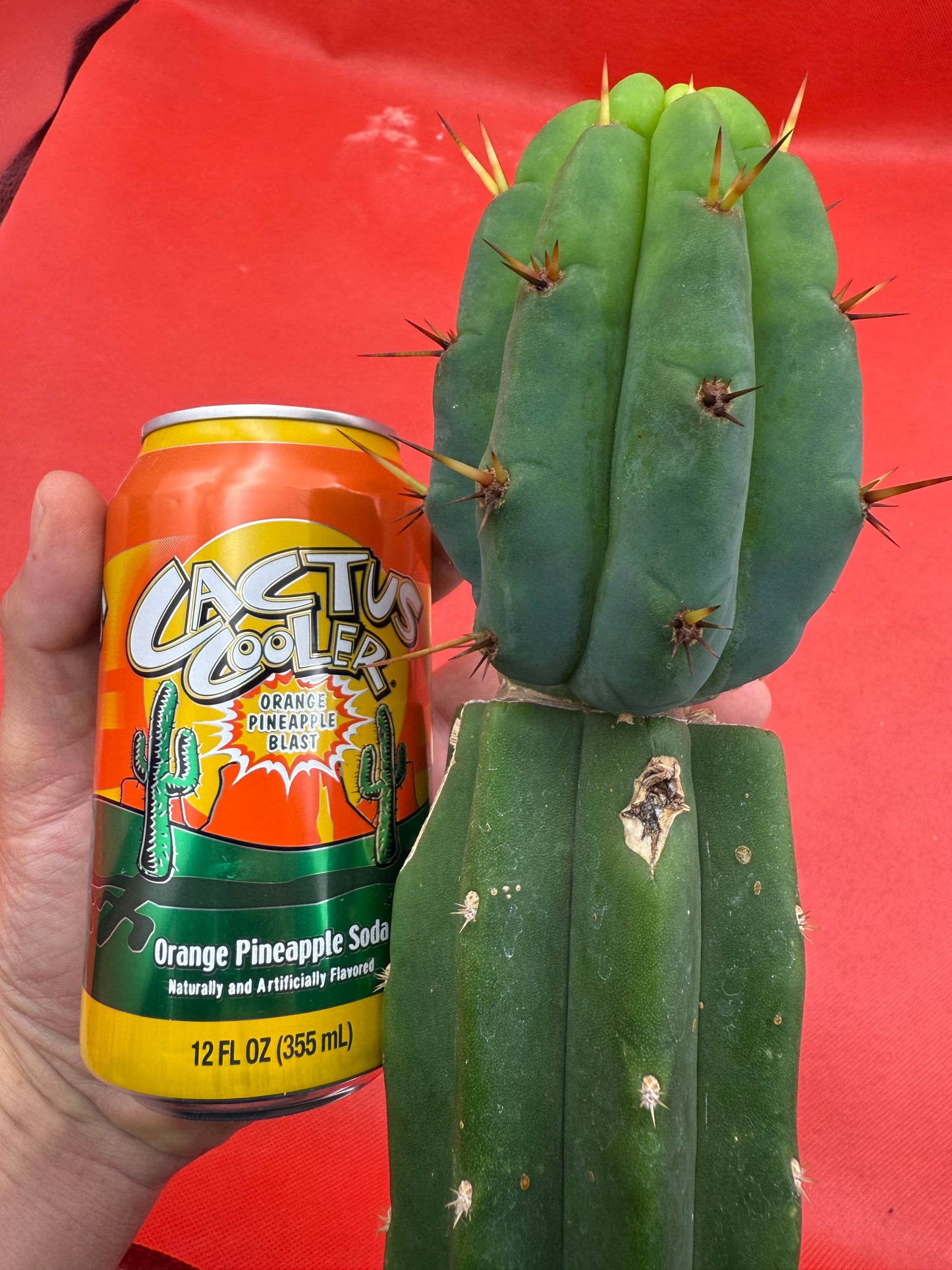 GRAFTED PALA