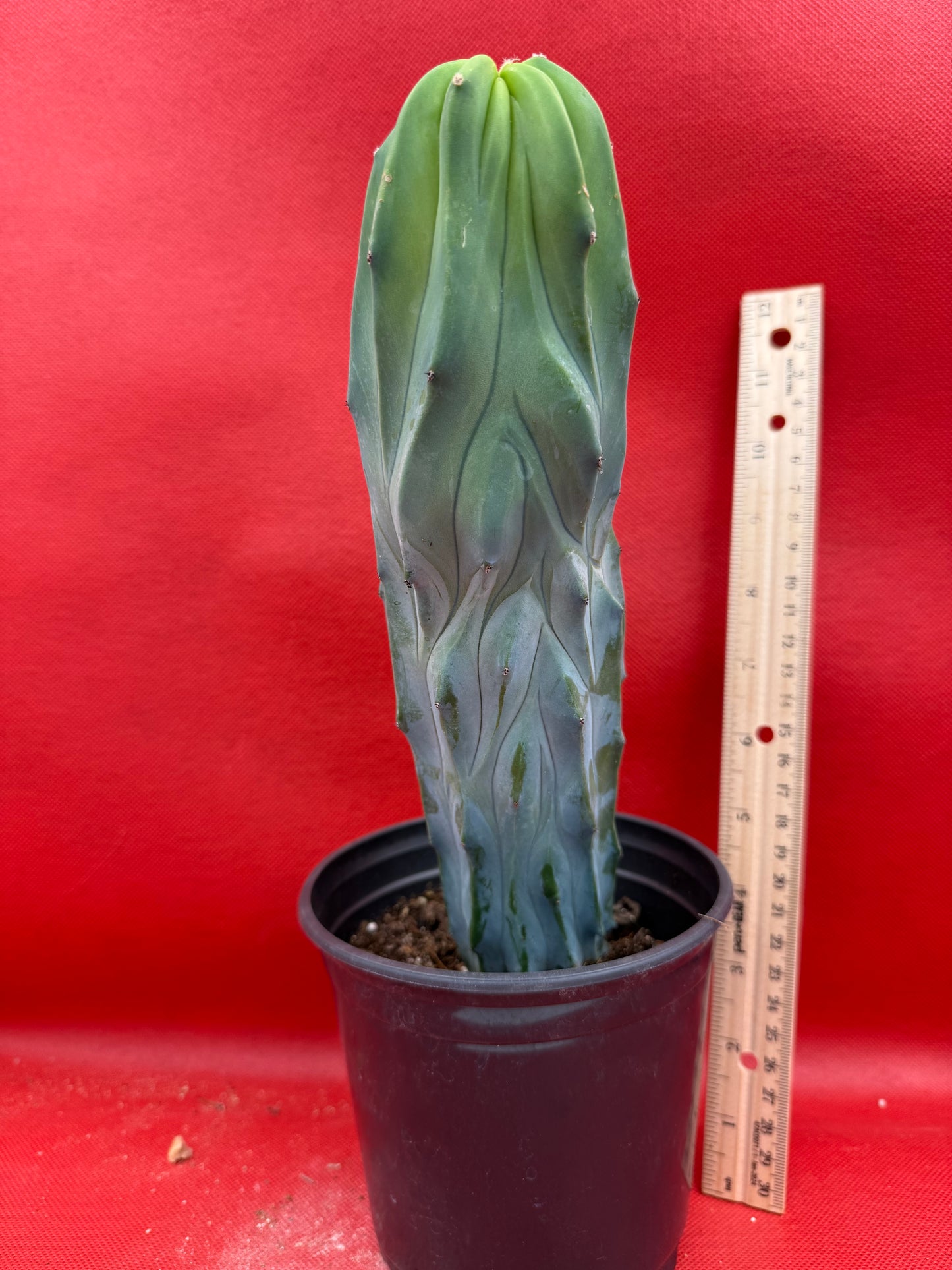 Dicot cresting Myrtillocactus!