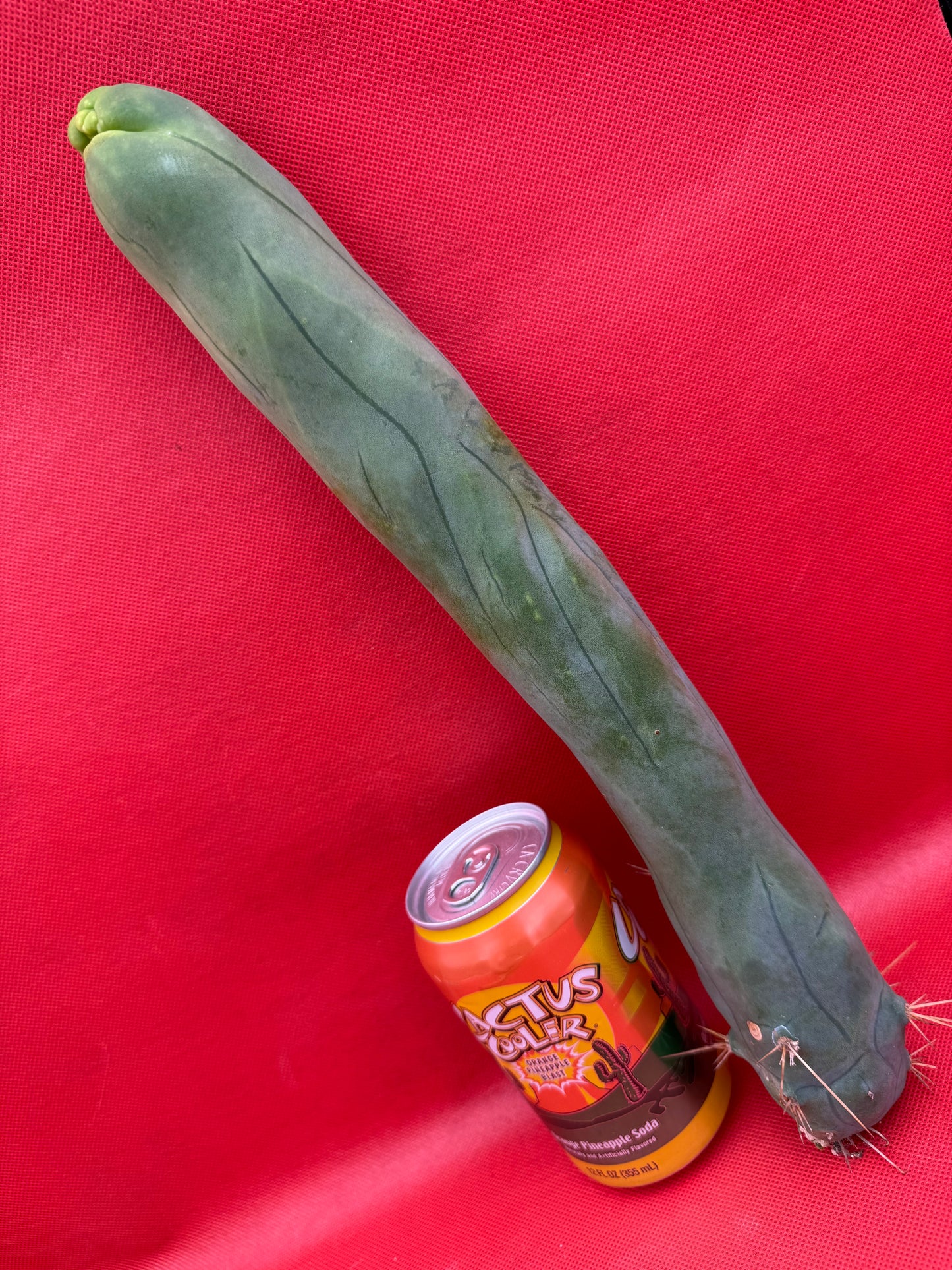 LONG FORM ! TBM-A cactus