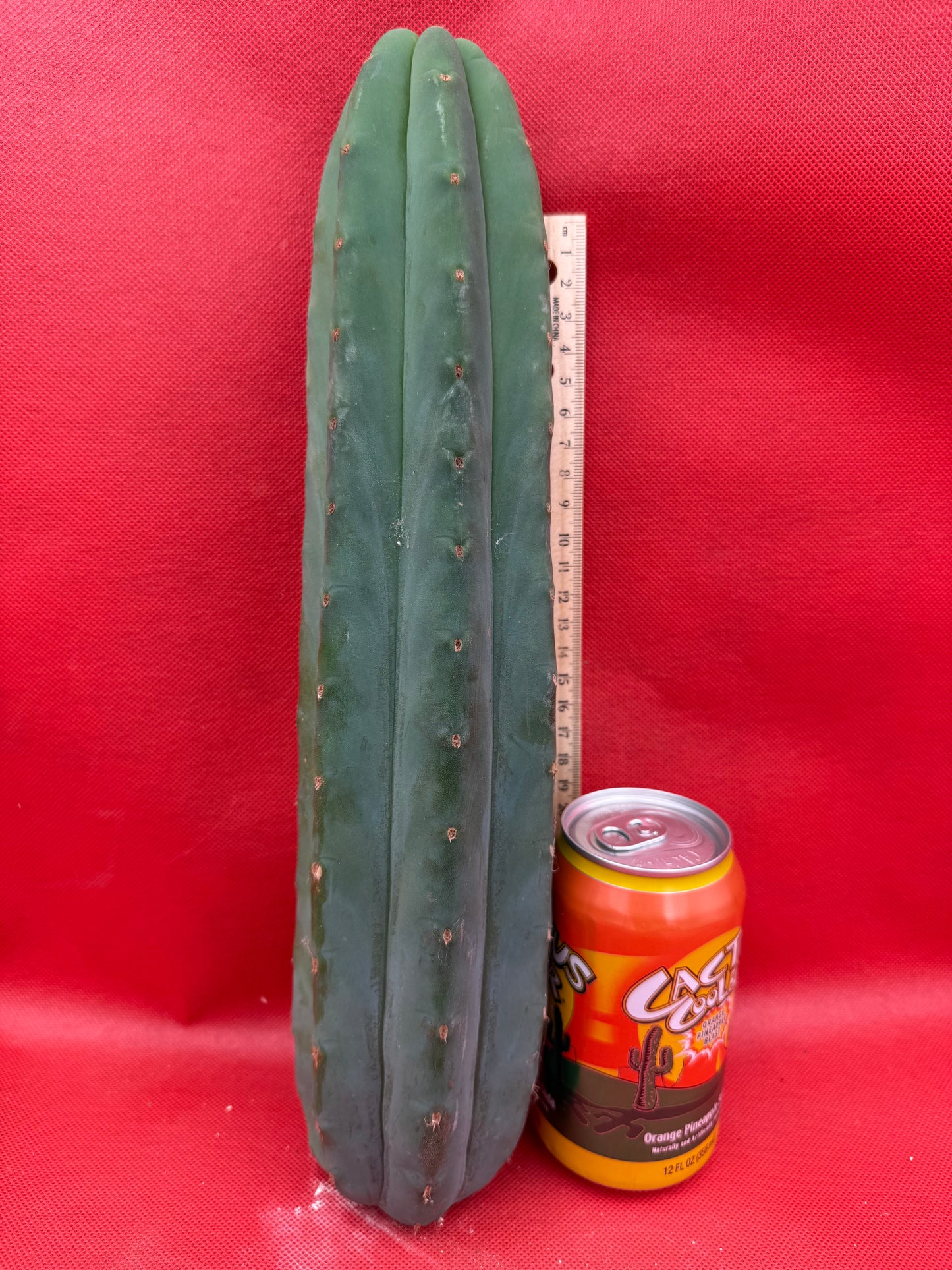 Cahuilla -this exact cut- 14” tall and FAT !!