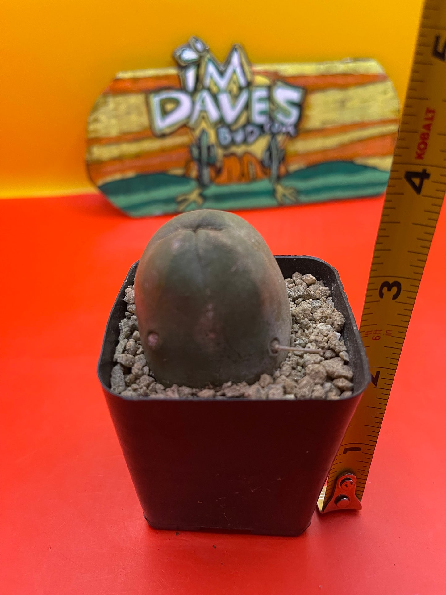 Tbm cactus !