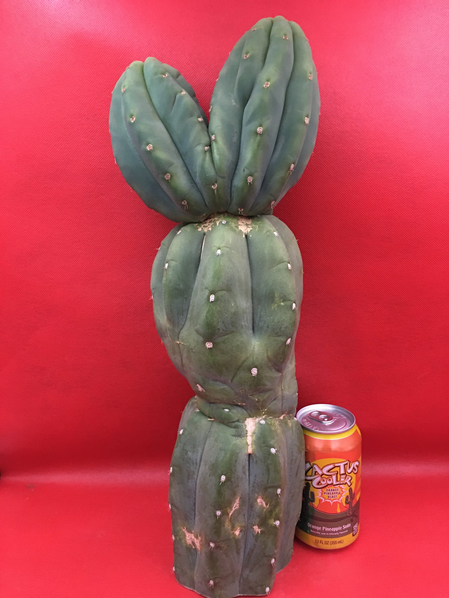 HUGE CAHUILLA Dicot , double header !