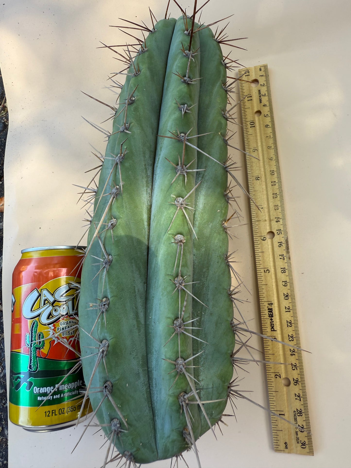 “Serra blue” San Pedro Cactus !