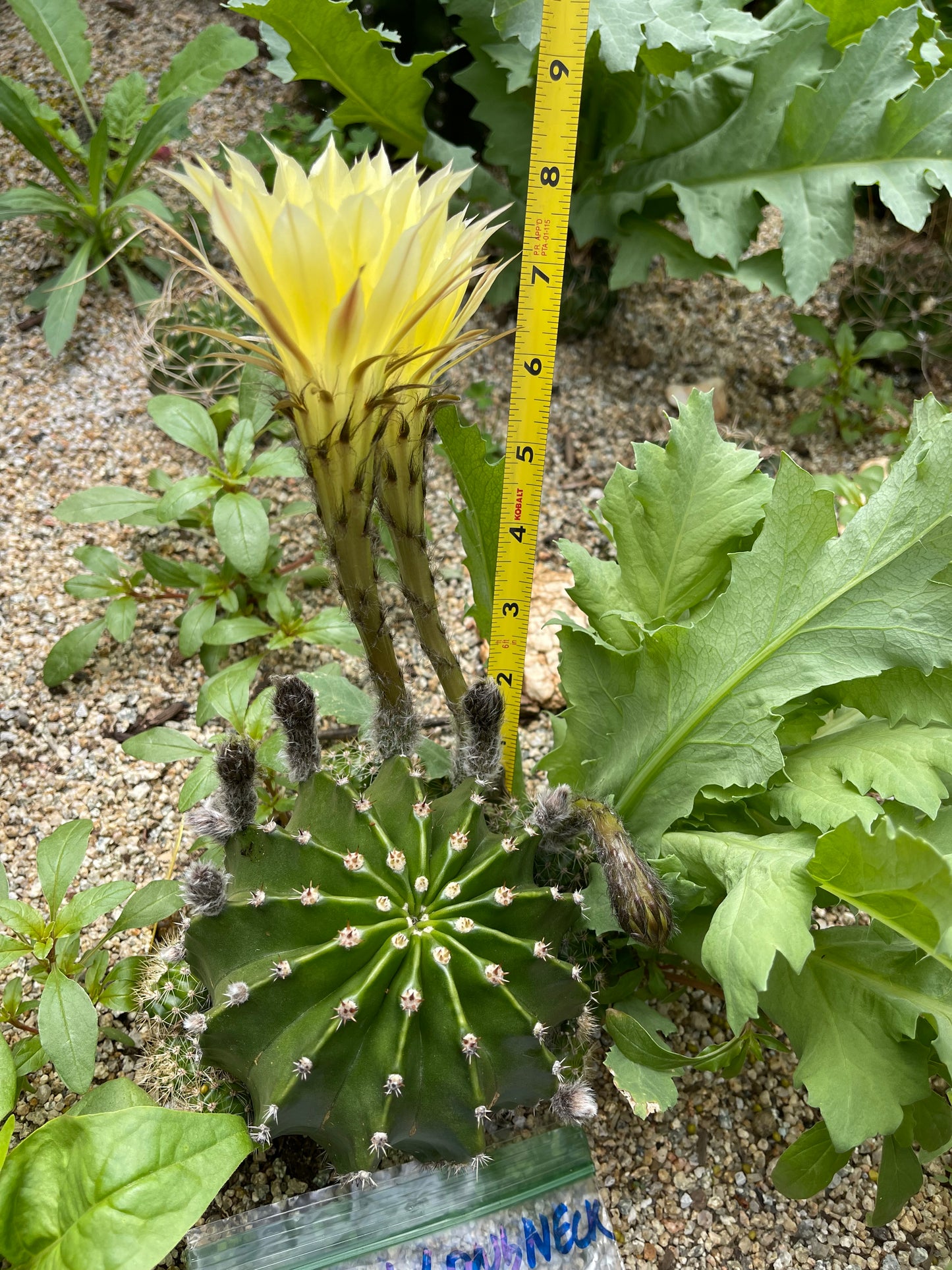 Yellow flowering echinopsis !! Rare seed grown cultivar ! - 50 seeds