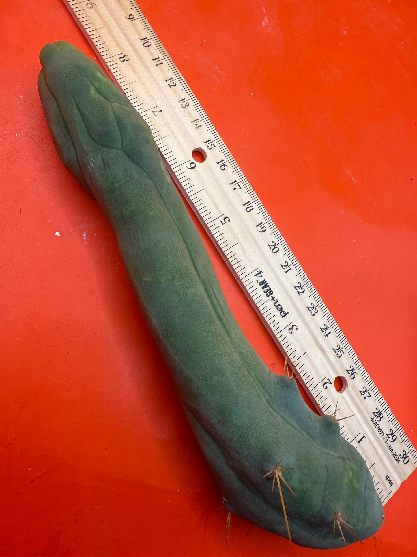Long form TBM cactus cutting type A