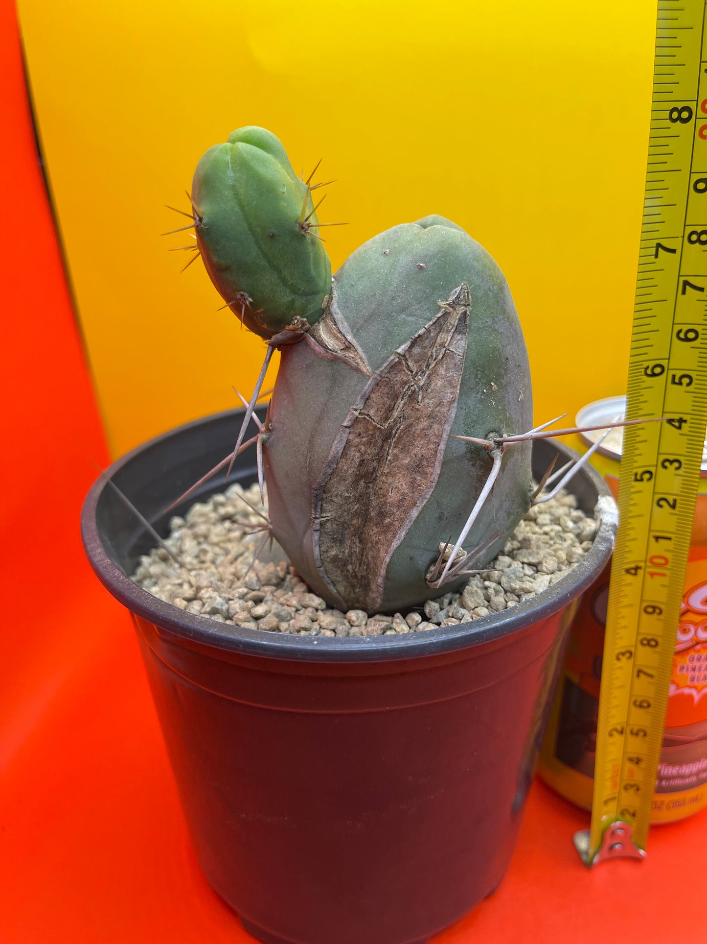 CACTUS !