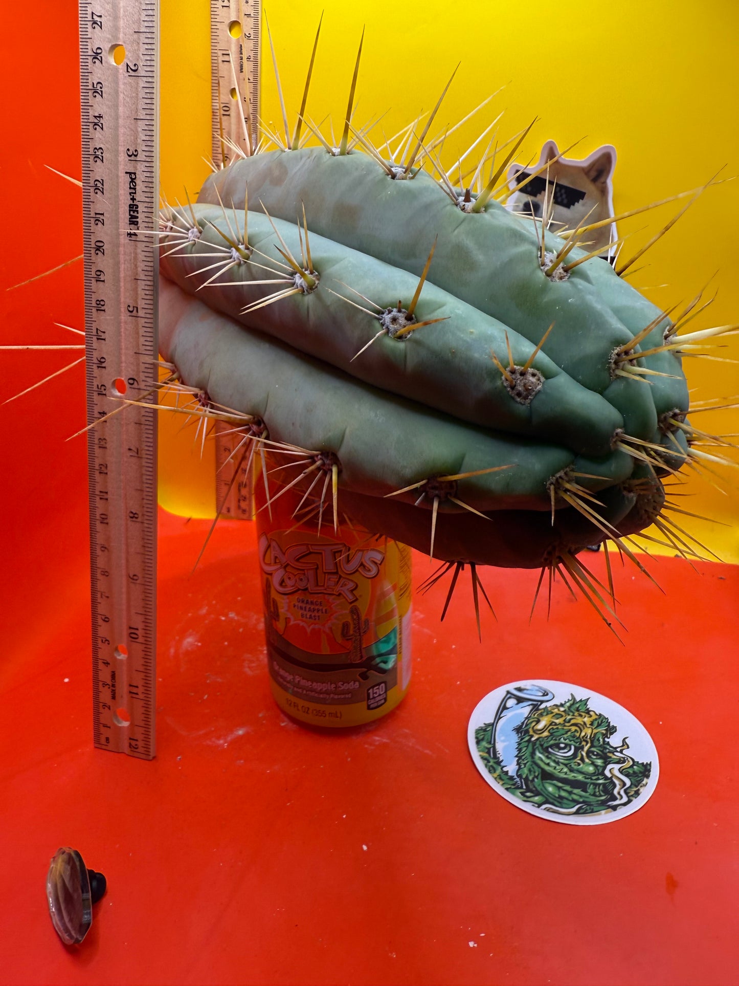 TRICHOCEREUS MACROGONUS !