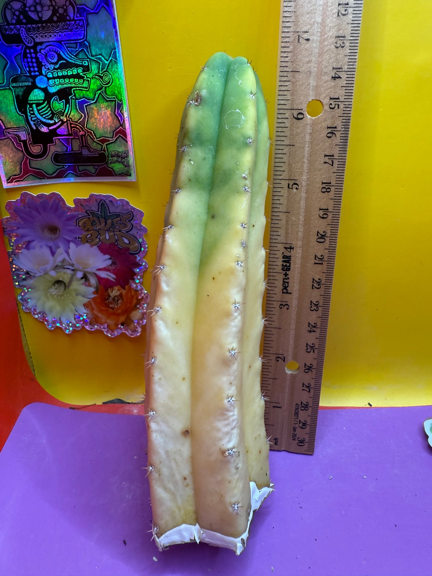 Banana San Pedro Cactus !