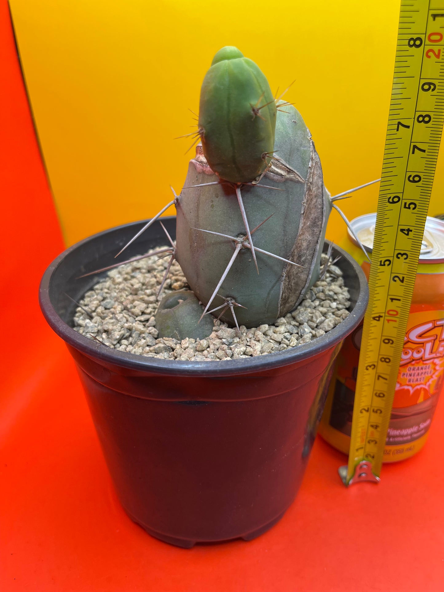 CACTUS !