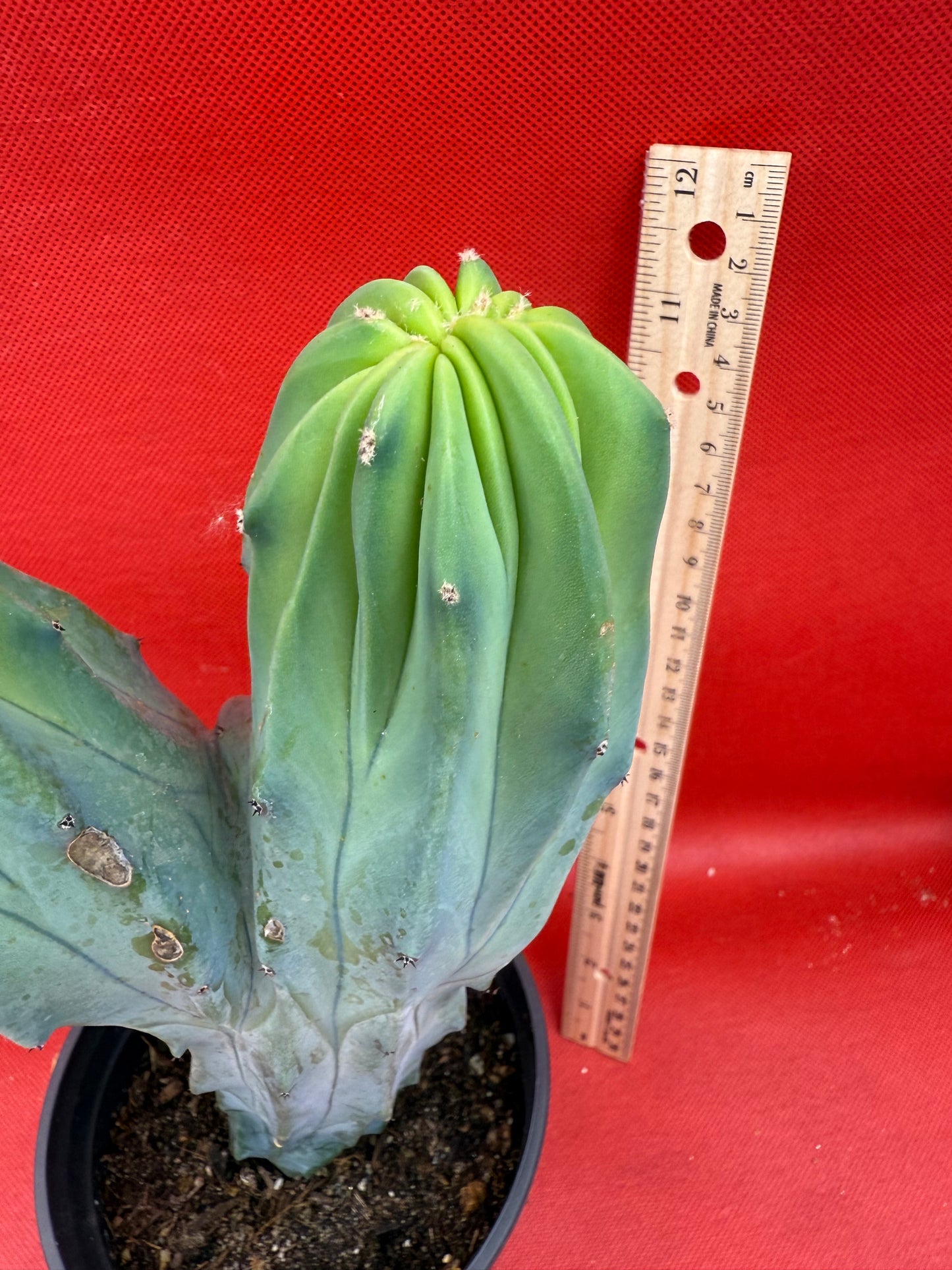 Dicot cresting Myrtillocactus!