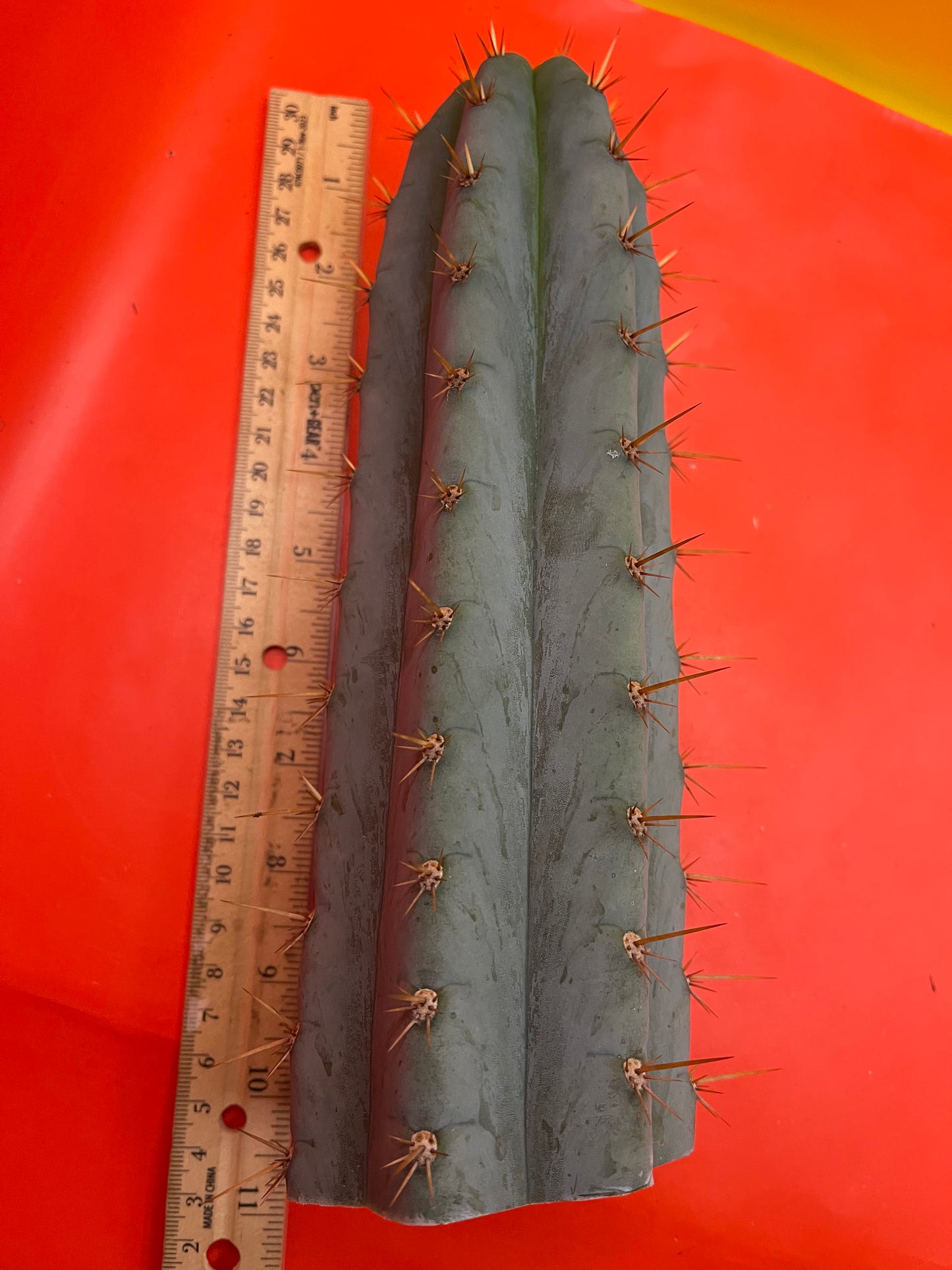 Trichocereus