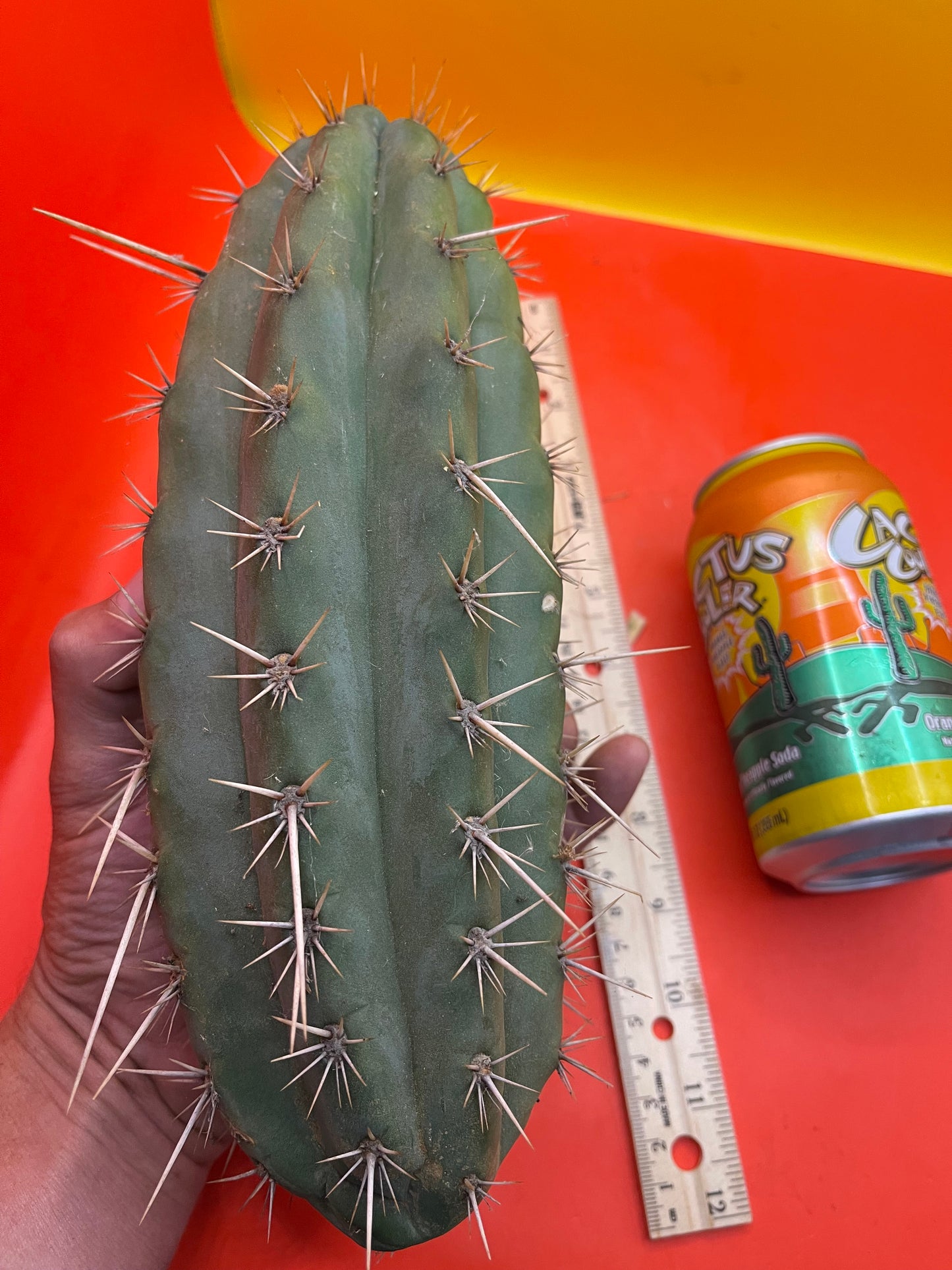 Trichocereus puquiensis
