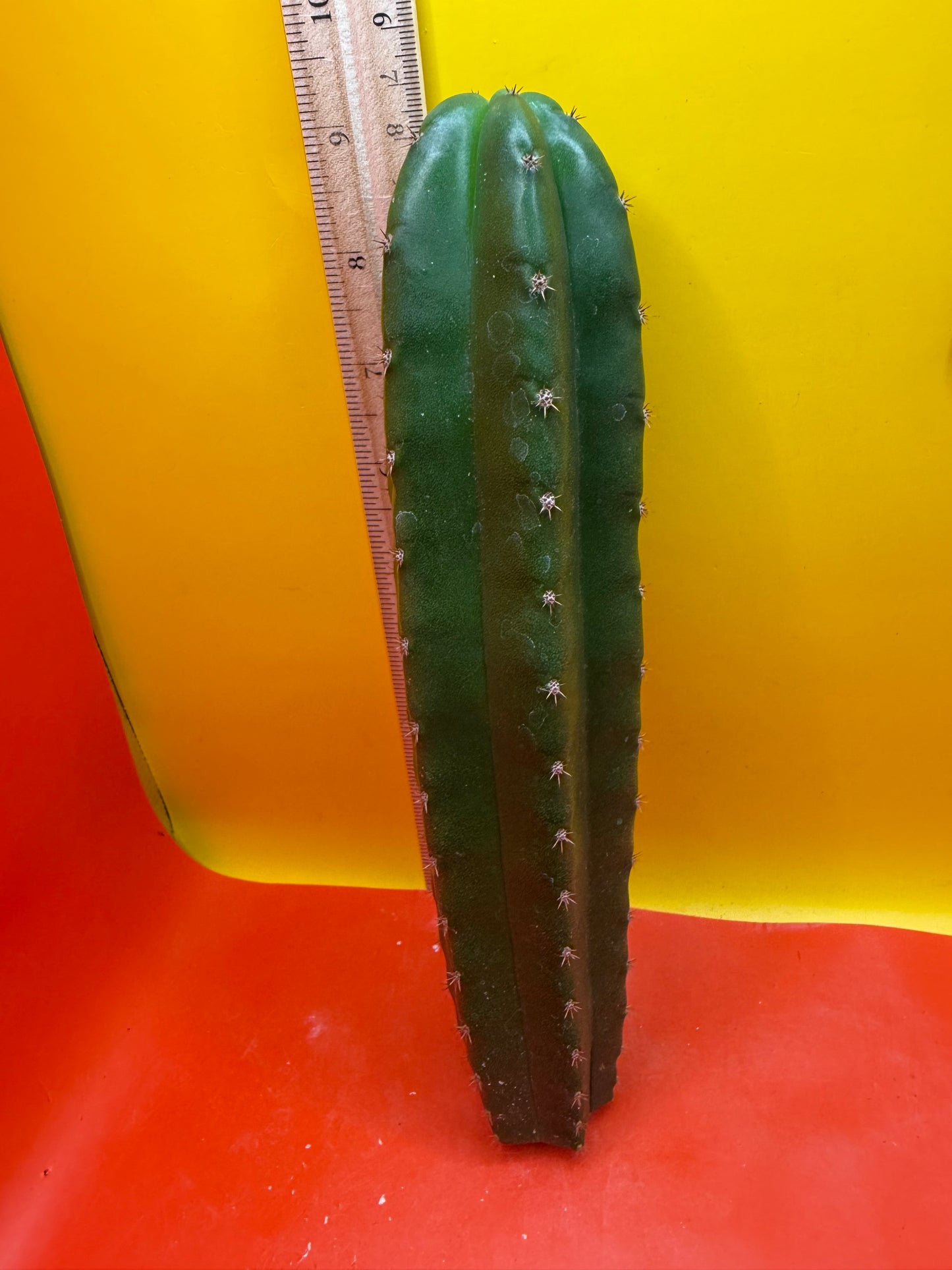 CAHUILLA OP !