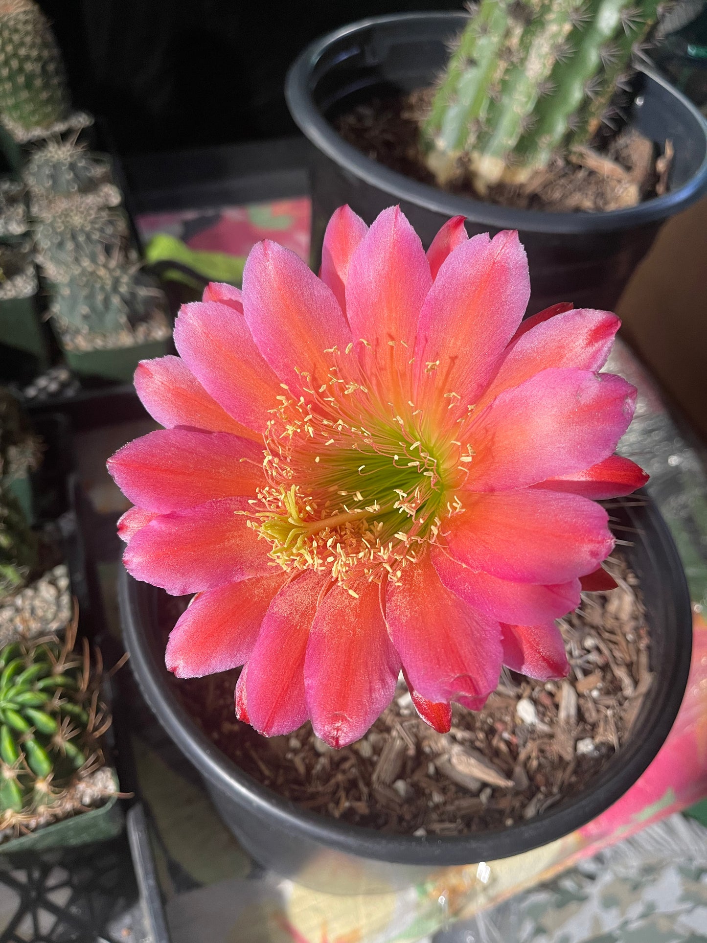Trichocereus seeds !!!