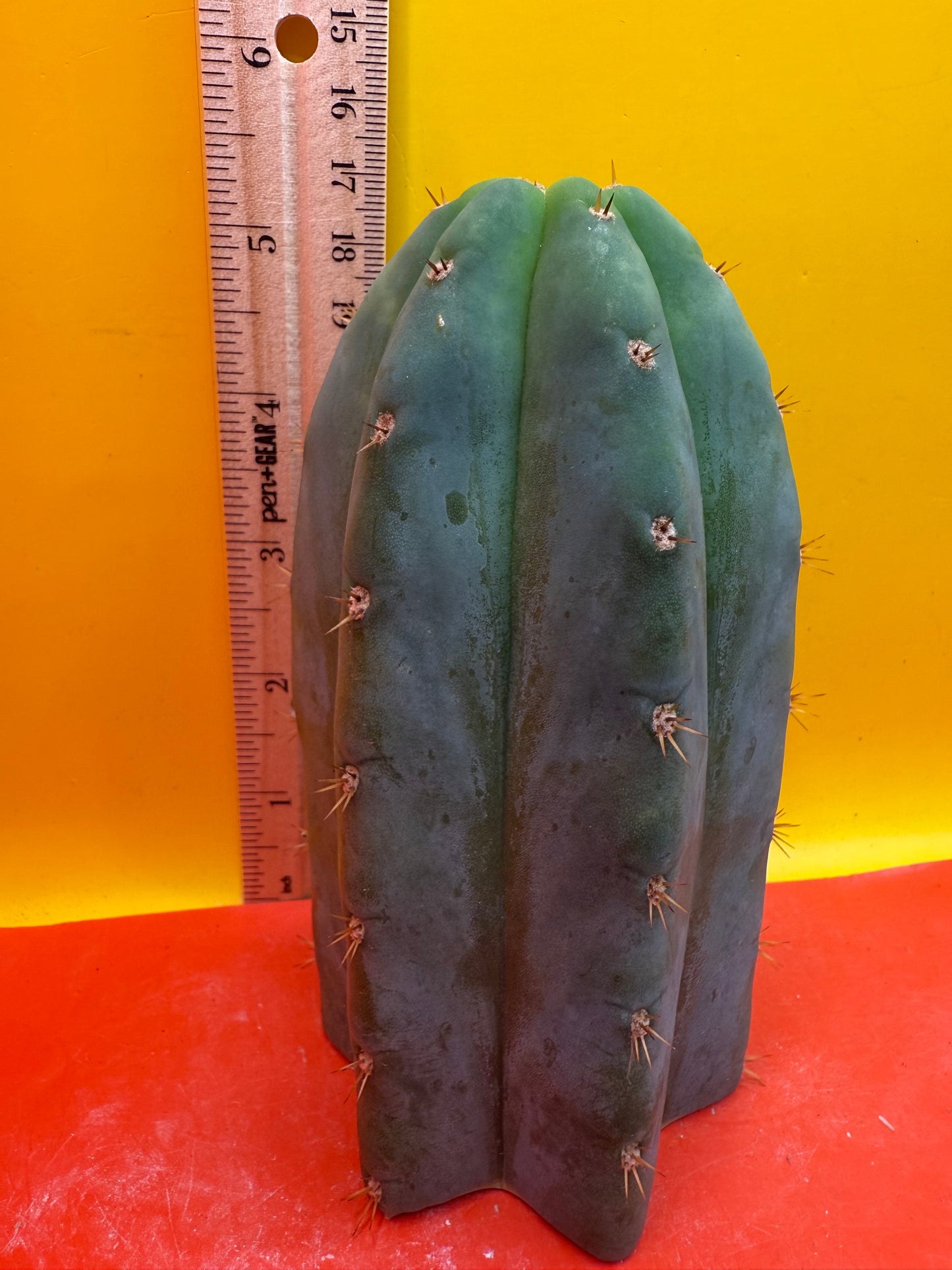 Jacks Juuls JJ O.P. “Type-A” Seed grown cactus cutting