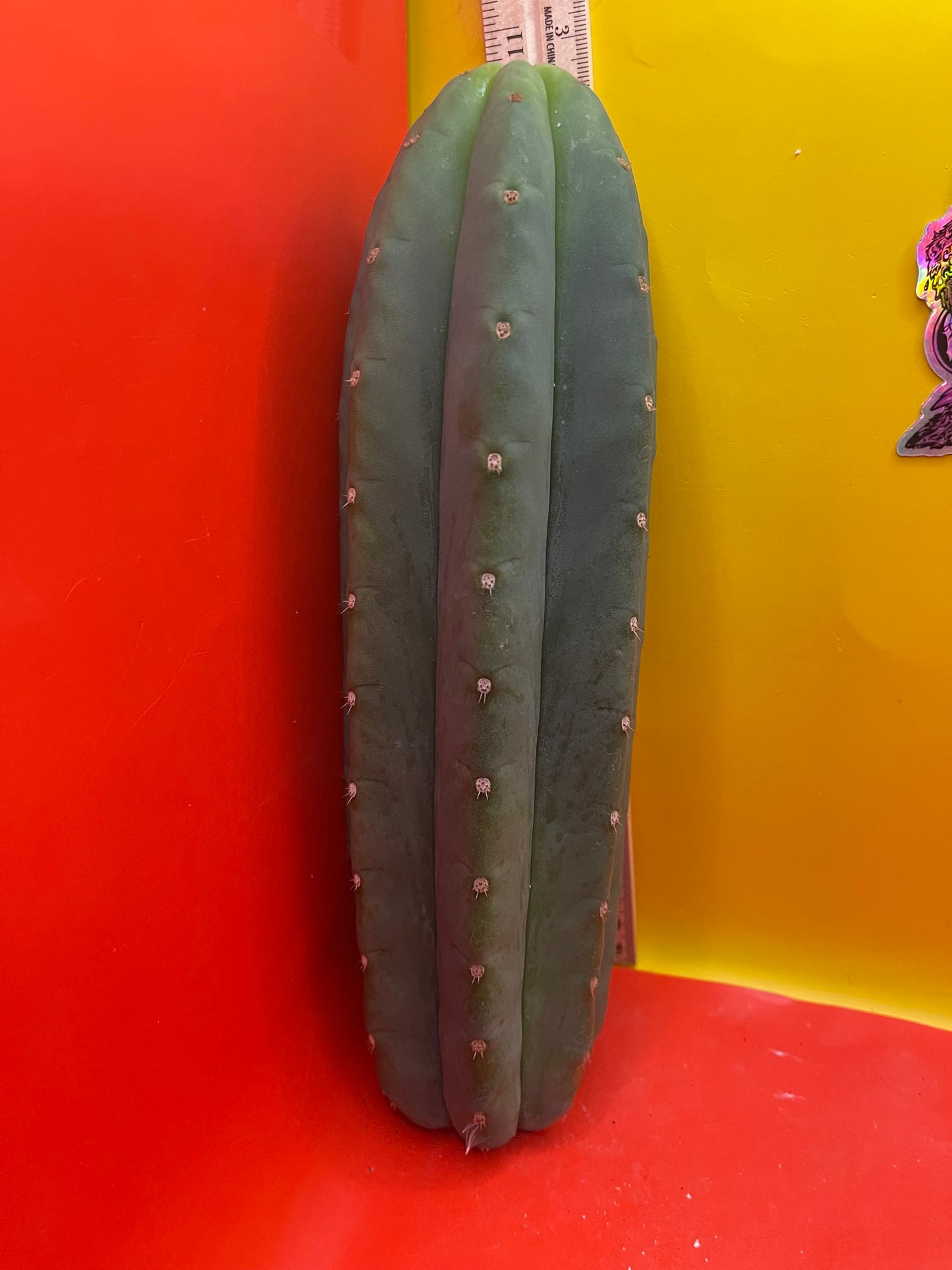 Cahuilla cactus cutting ready to be planted !