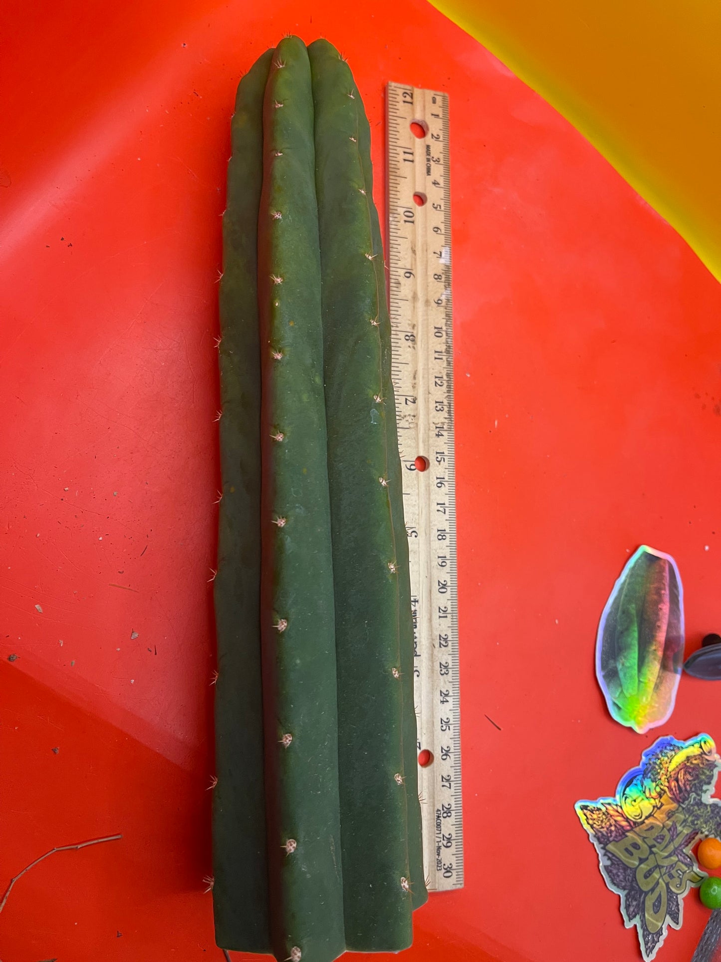San Pedro Cactus šµ